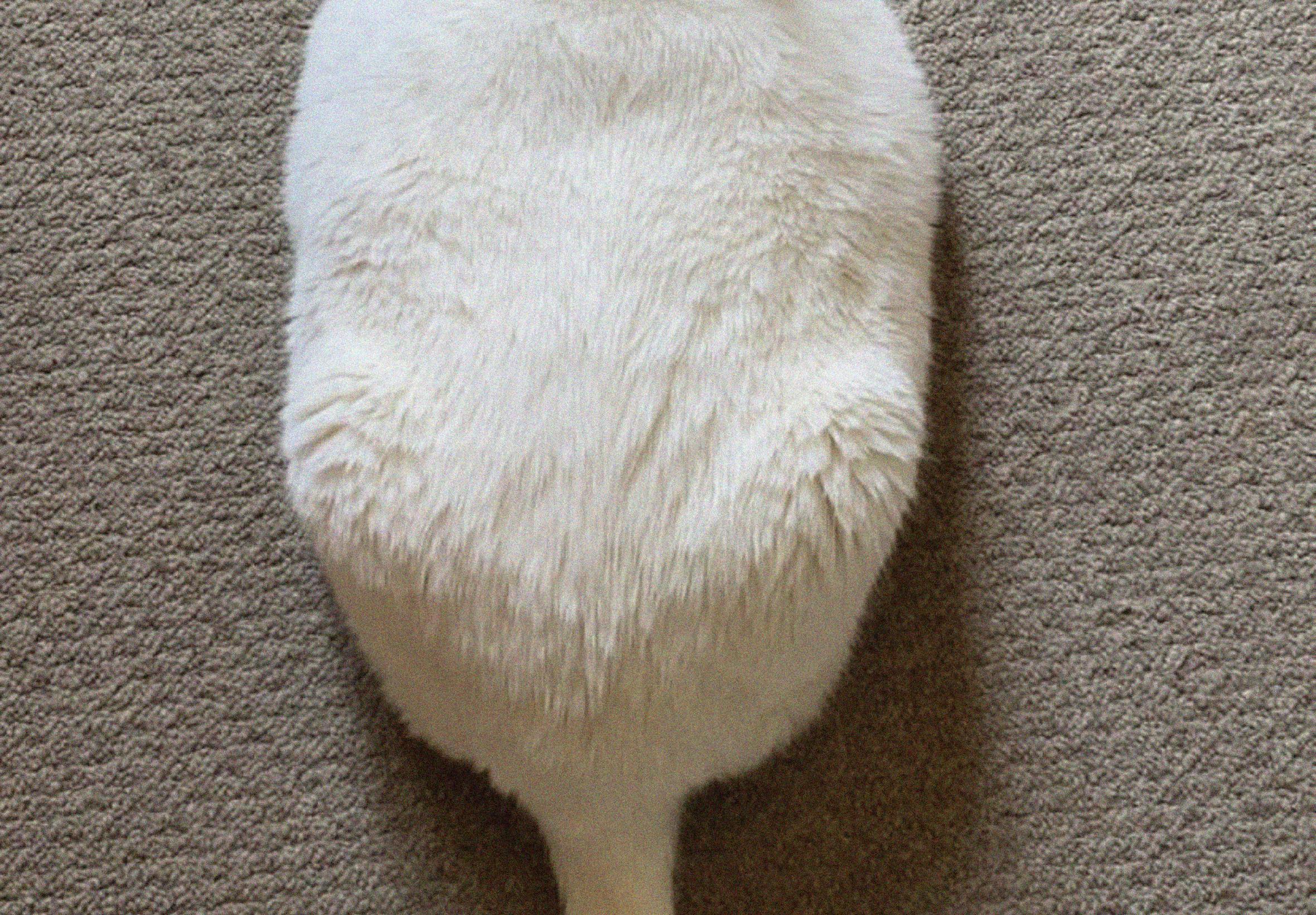 King-duncan Fat-cat Cat Tail White