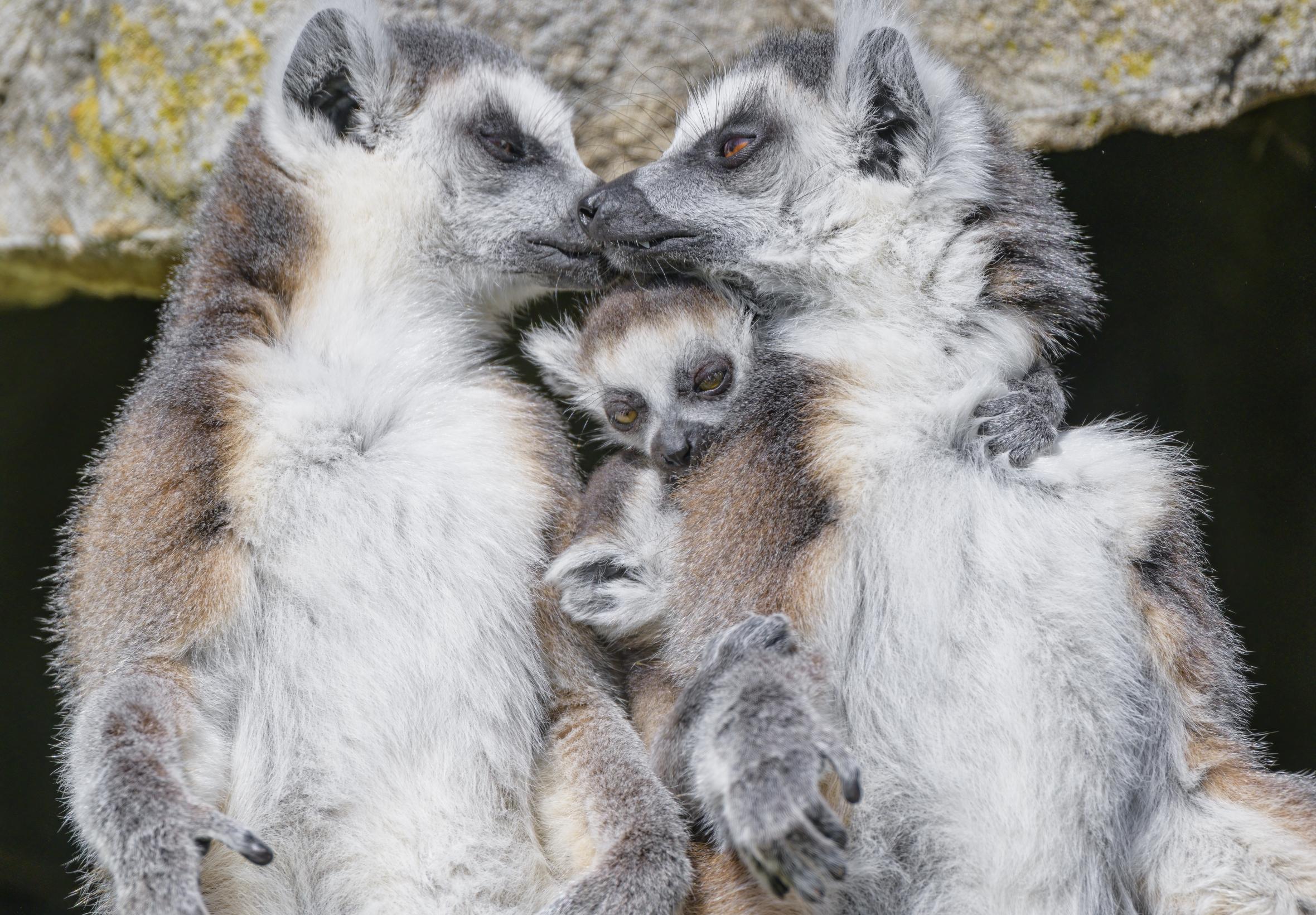 Lemurs Animals Family Love
