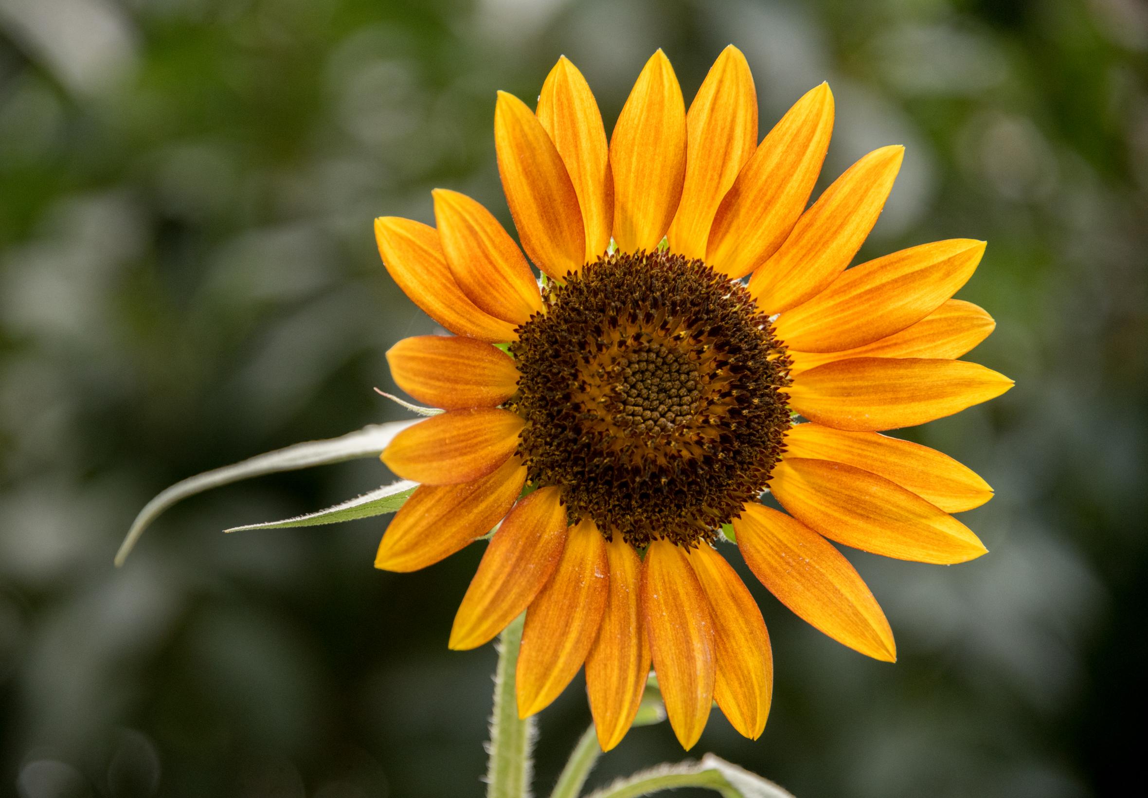 Sunflower Flower Petals Plant Yellow Macro