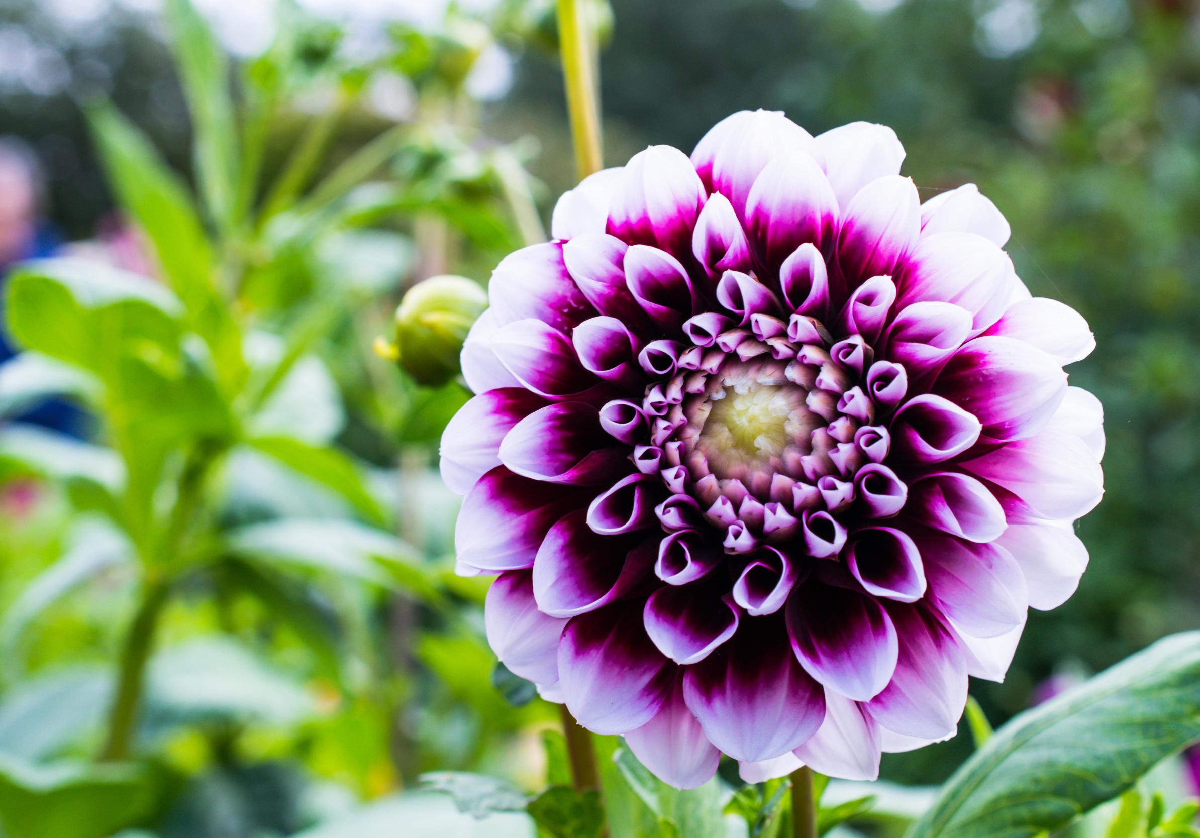 Dahlia Flower Petals Purple Macro