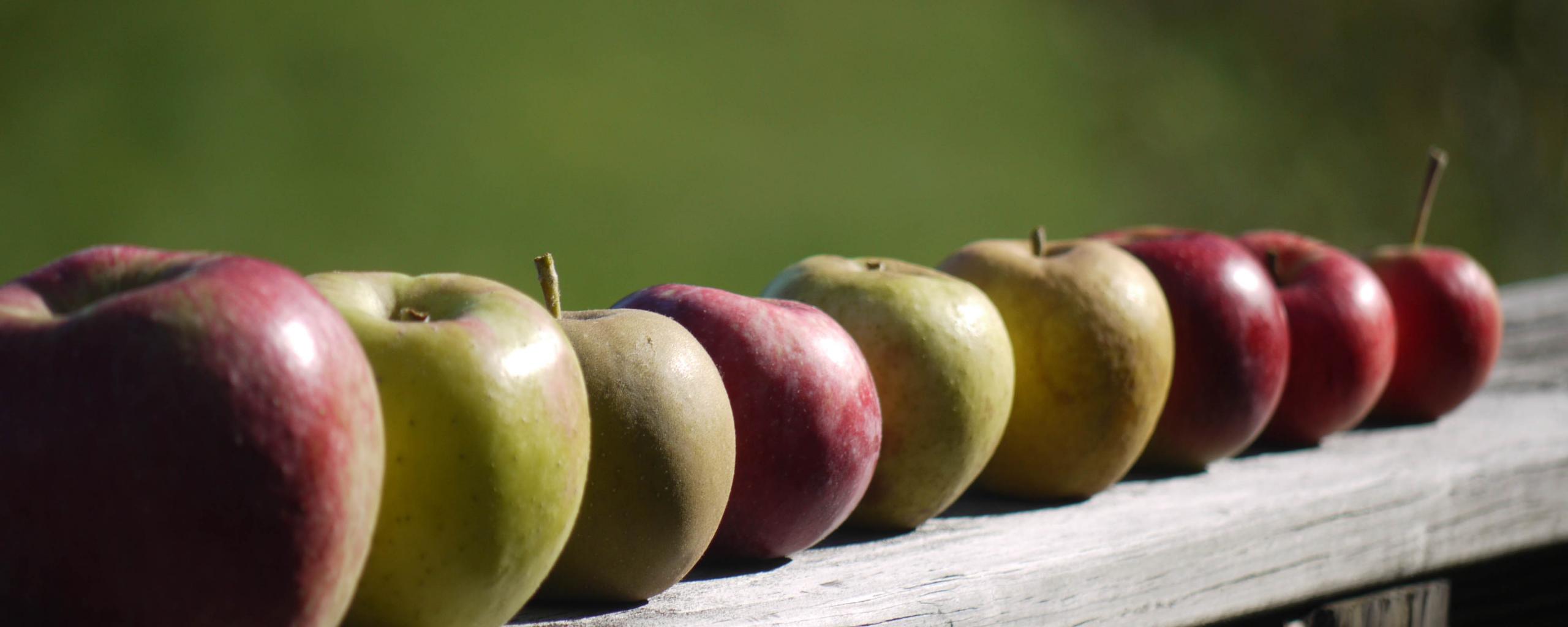 Apples Fruit Fresh Fence