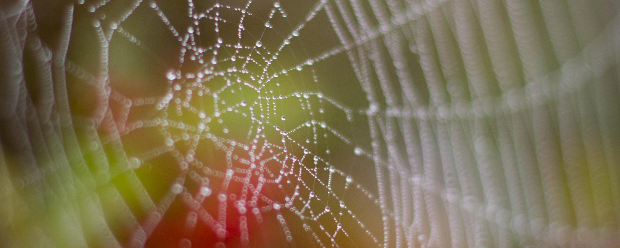 Cobweb Drops Dew Wet Macro