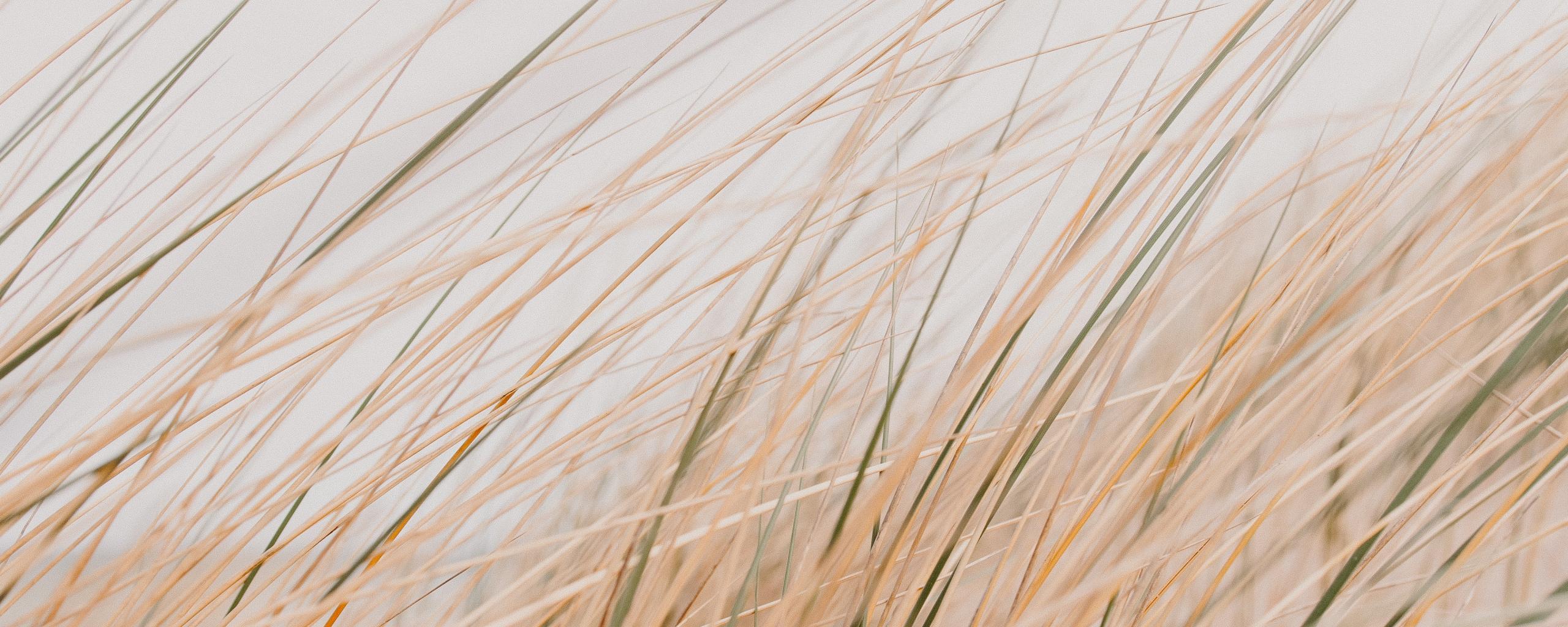 Grass Field Desert Macro