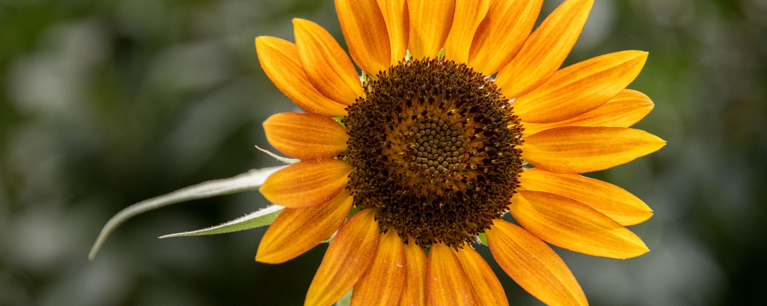 Sunflower Flower Petals Plant Yellow Macro