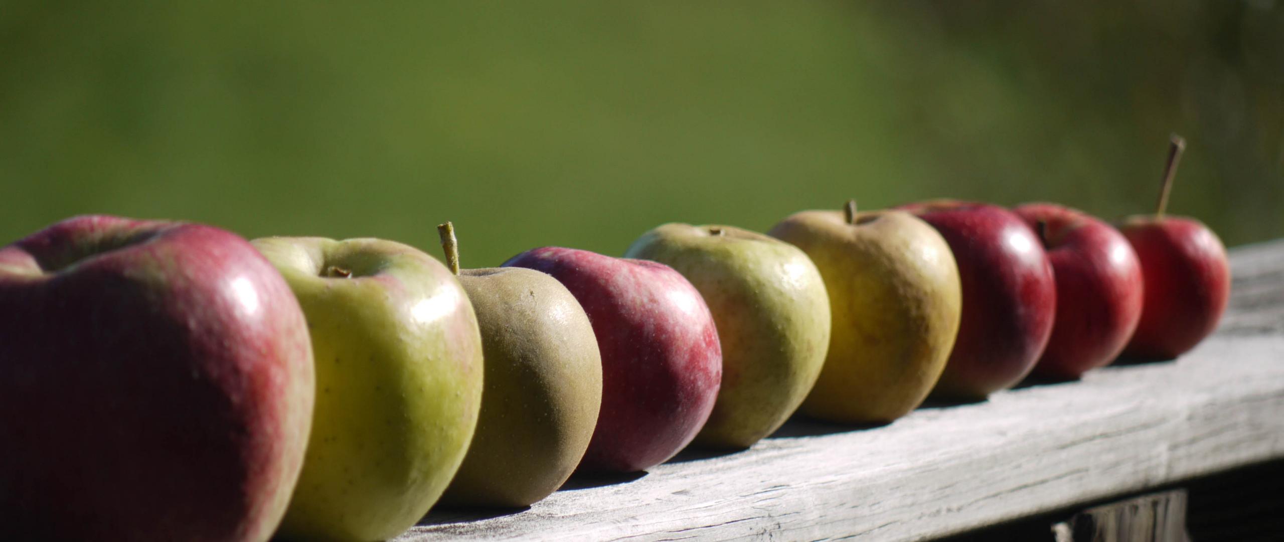 Apples Fruit Fresh Fence