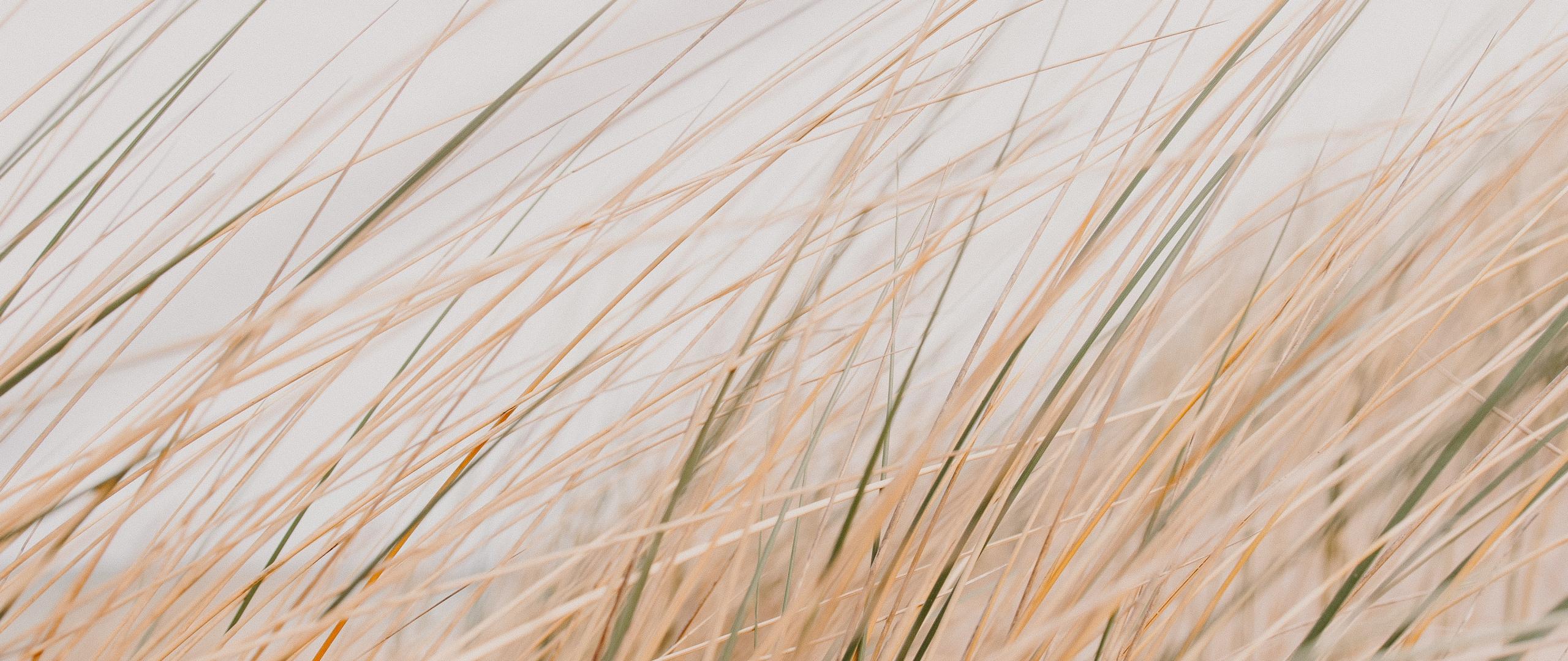 Grass Field Desert Macro