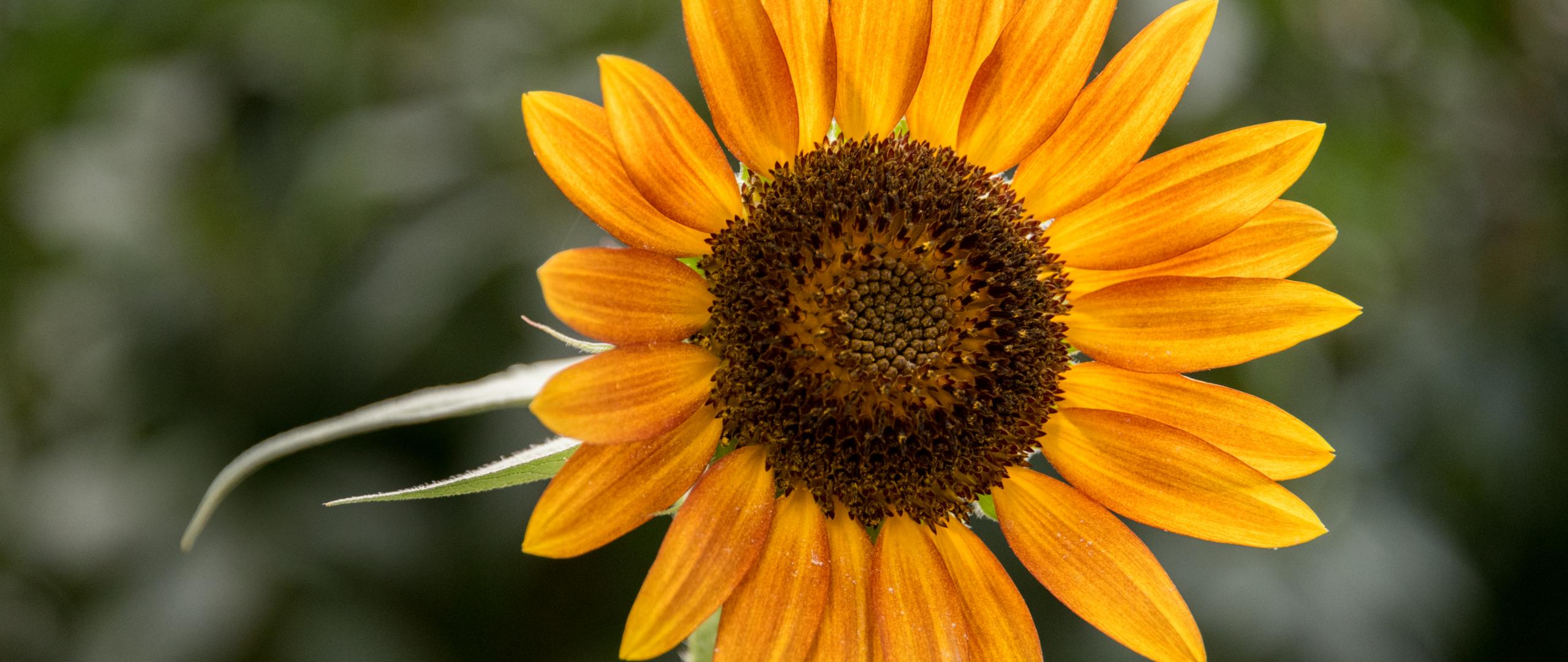 Sunflower Flower Petals Plant Yellow Macro