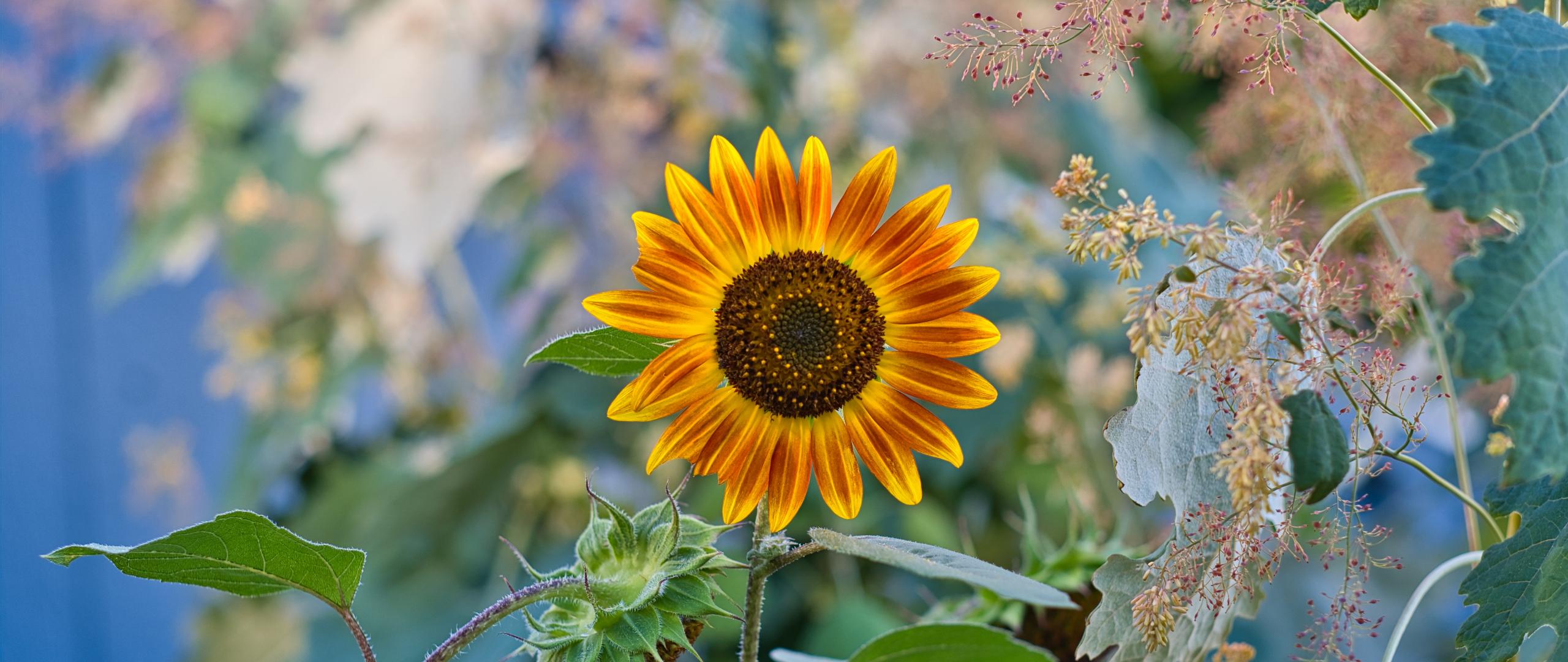 Sunflower Flower Plant Macro