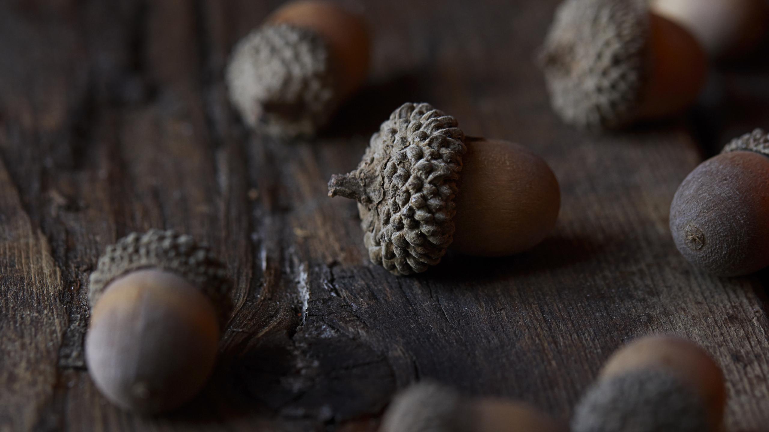 Acorn Nut Macro Brown