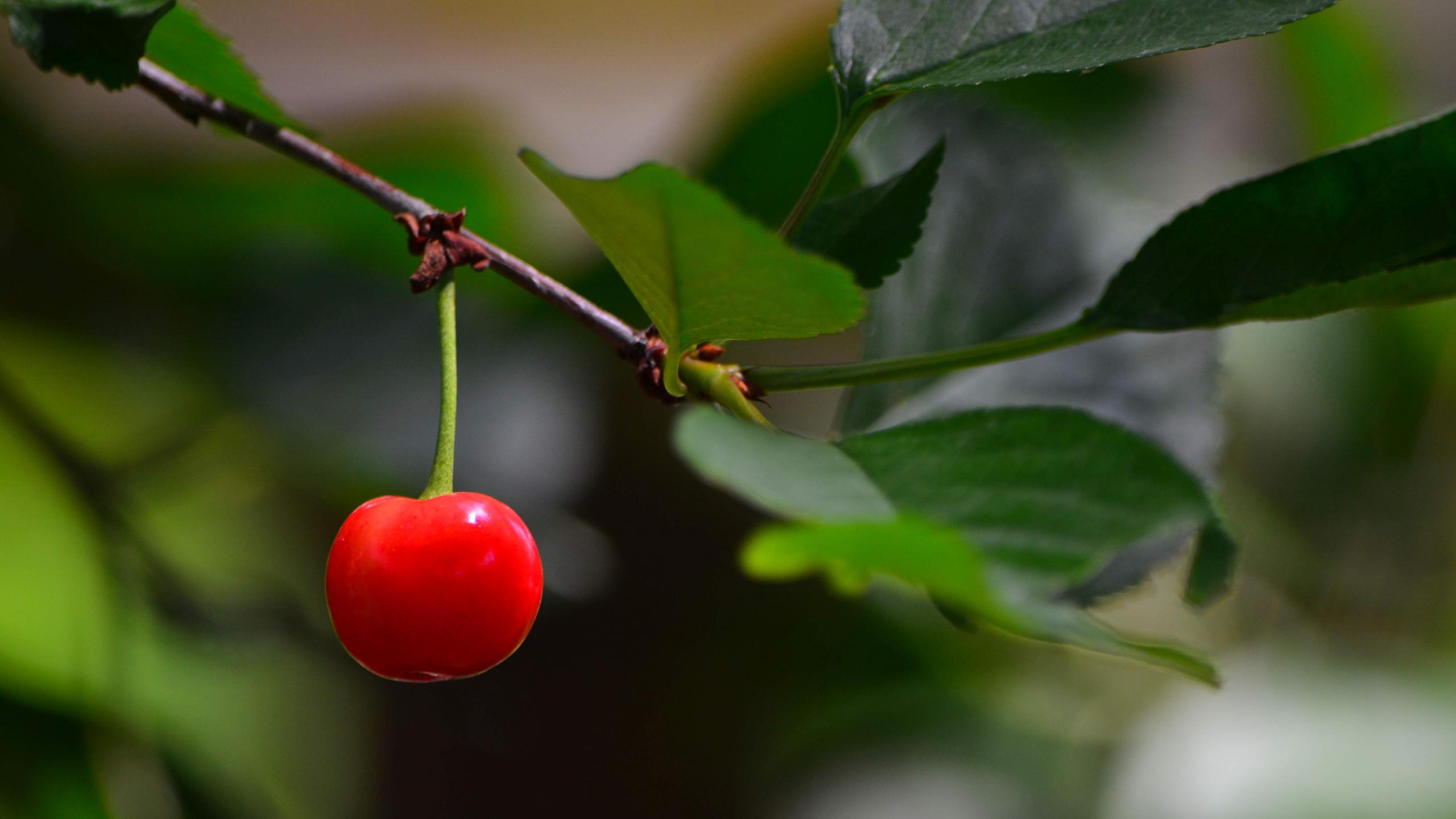 Cherry Berry Leaves Branch Macro