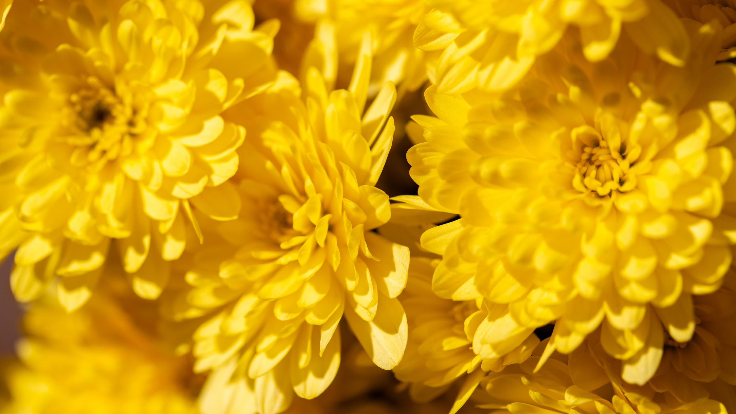 Chrysanthemums Flowers Petals Yellow Bright Macro