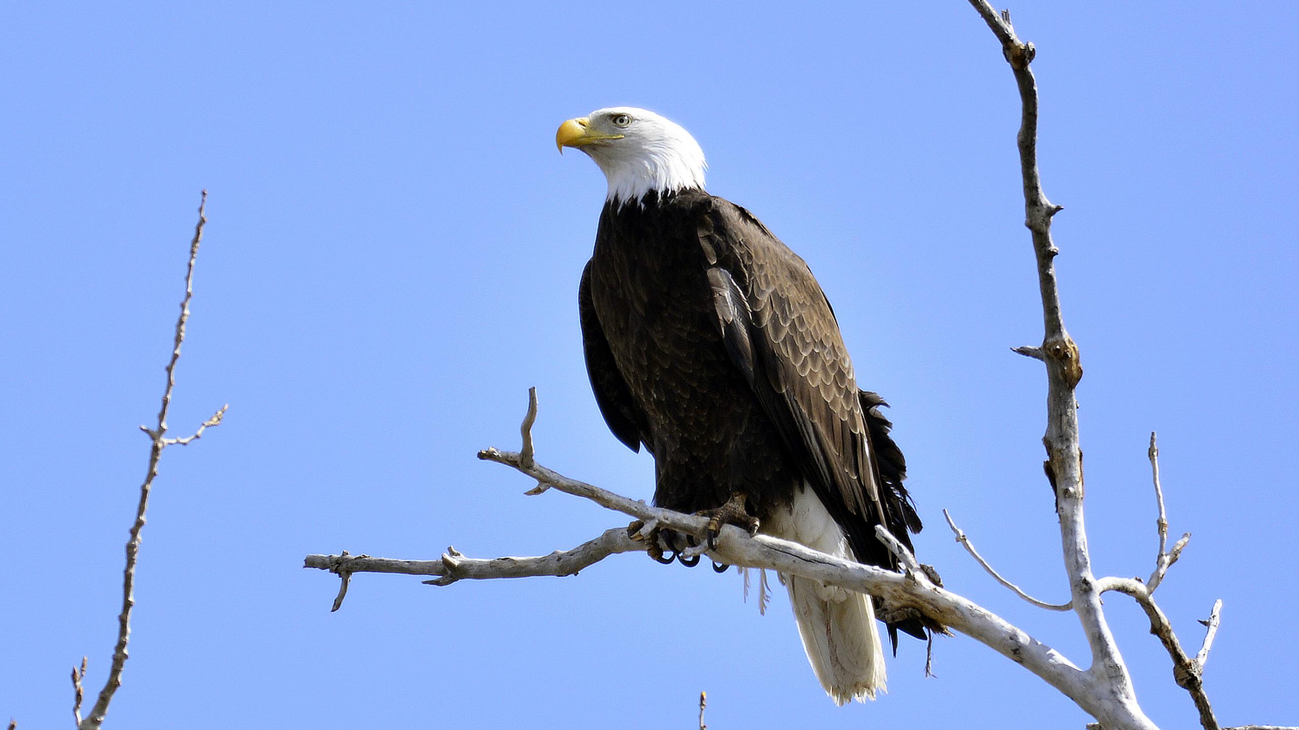 Eagle Bird Branches Tree Watching Wildlife