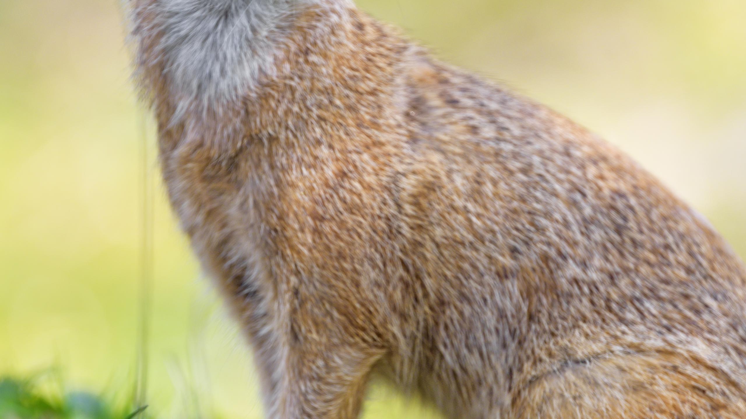 Mongoose Glance Funny Animal