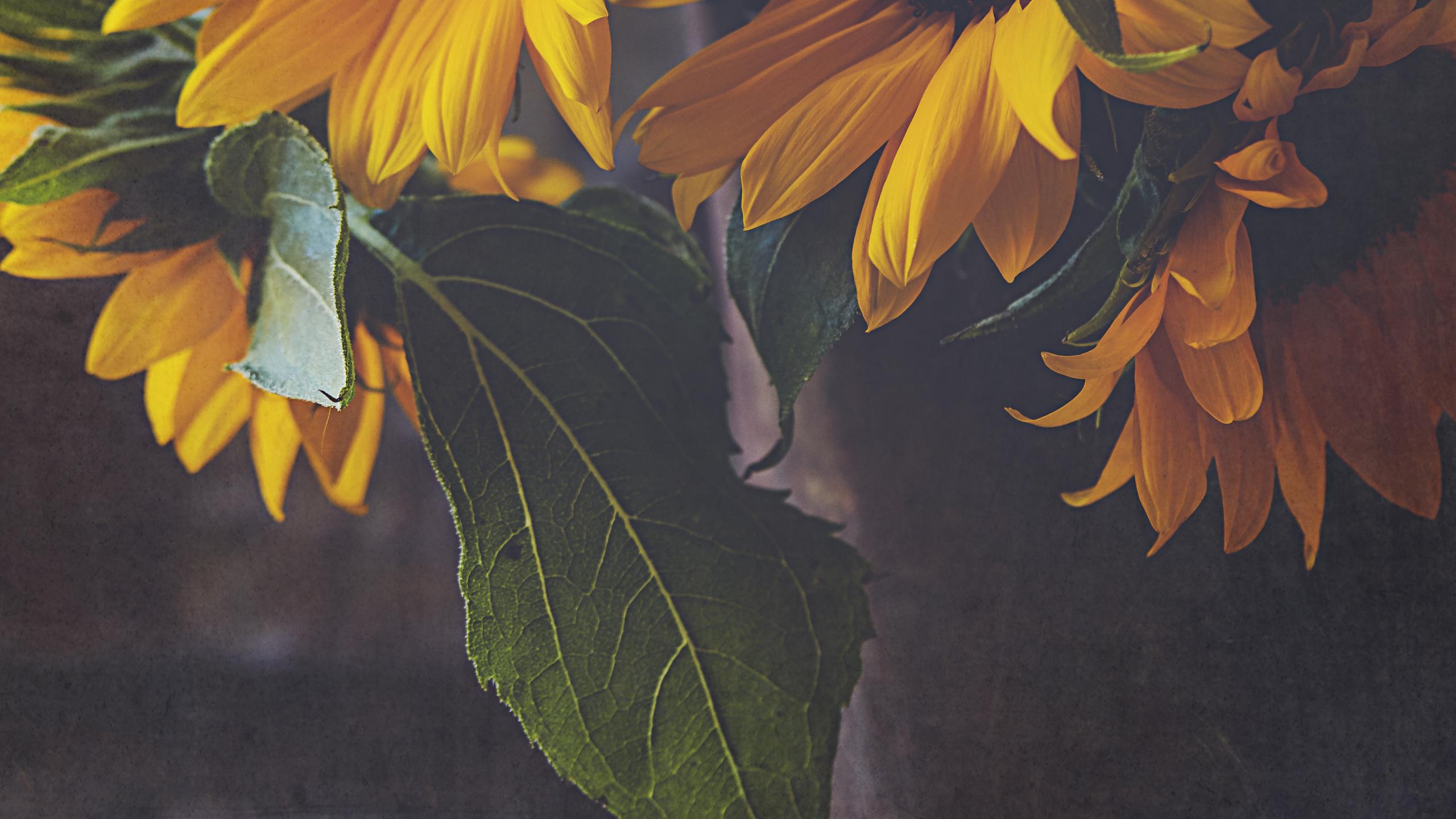 Sunflowers Flowers Bouquet Floristry