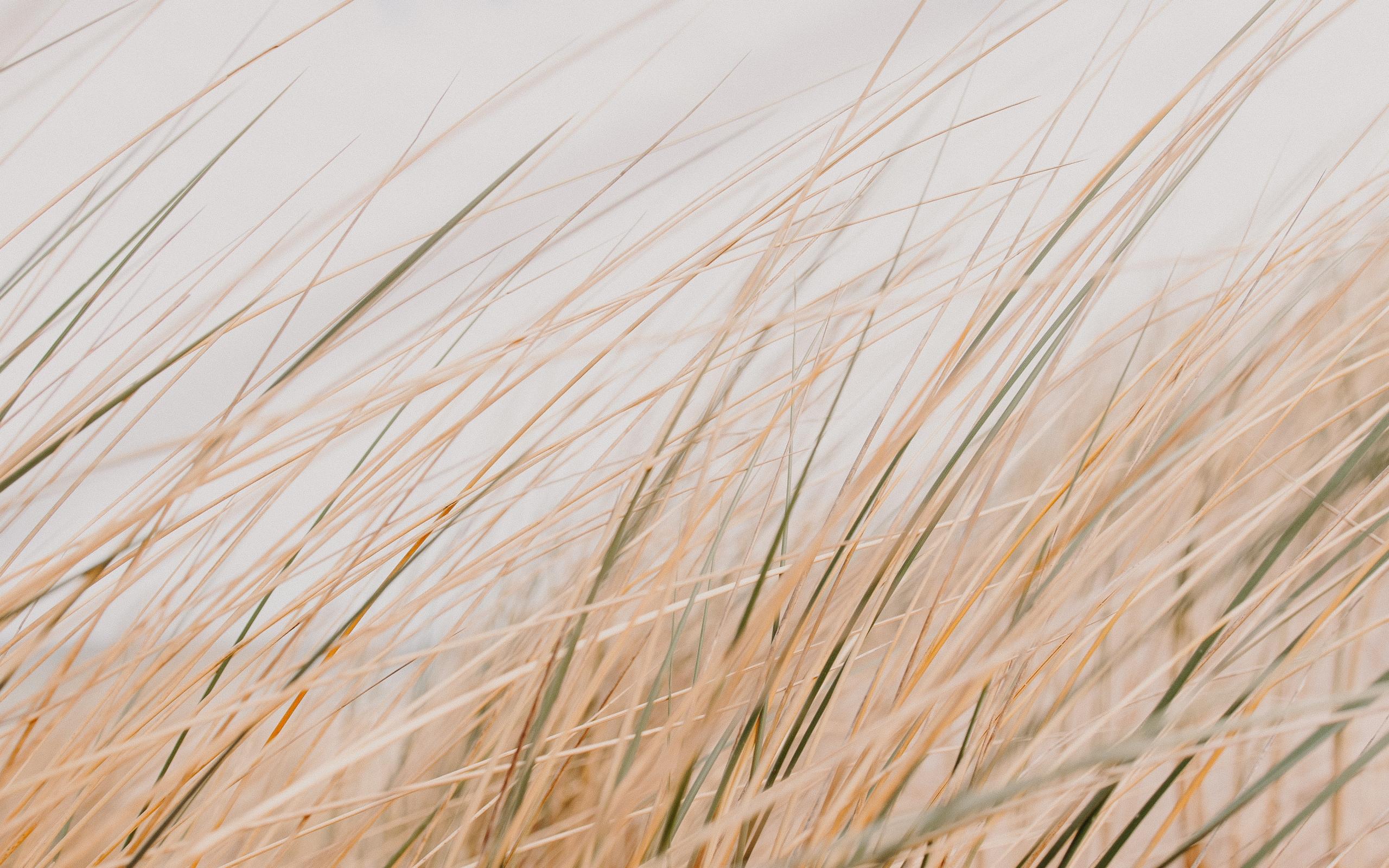 Grass Field Desert Macro