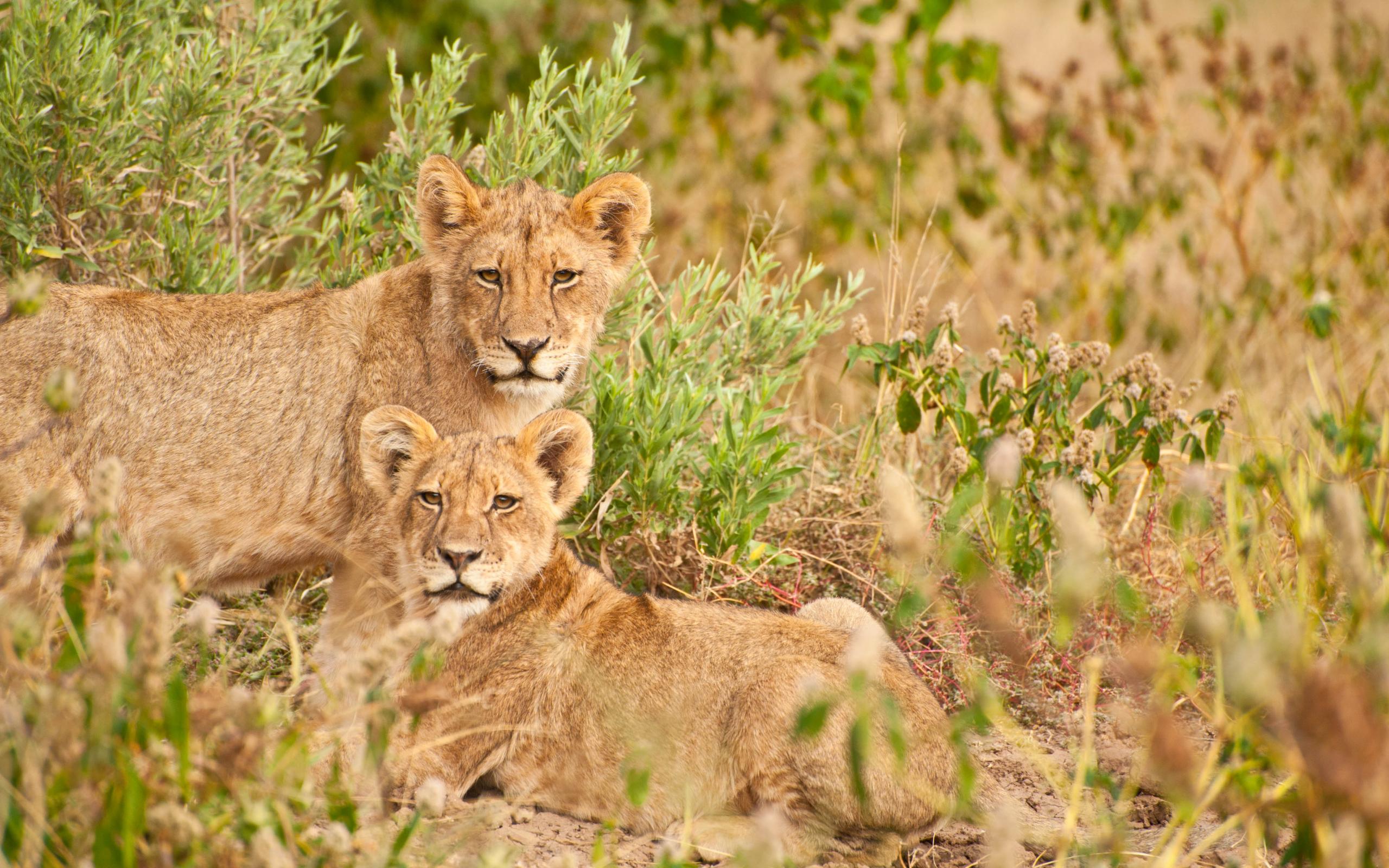 Lions Family Animals Wildlife