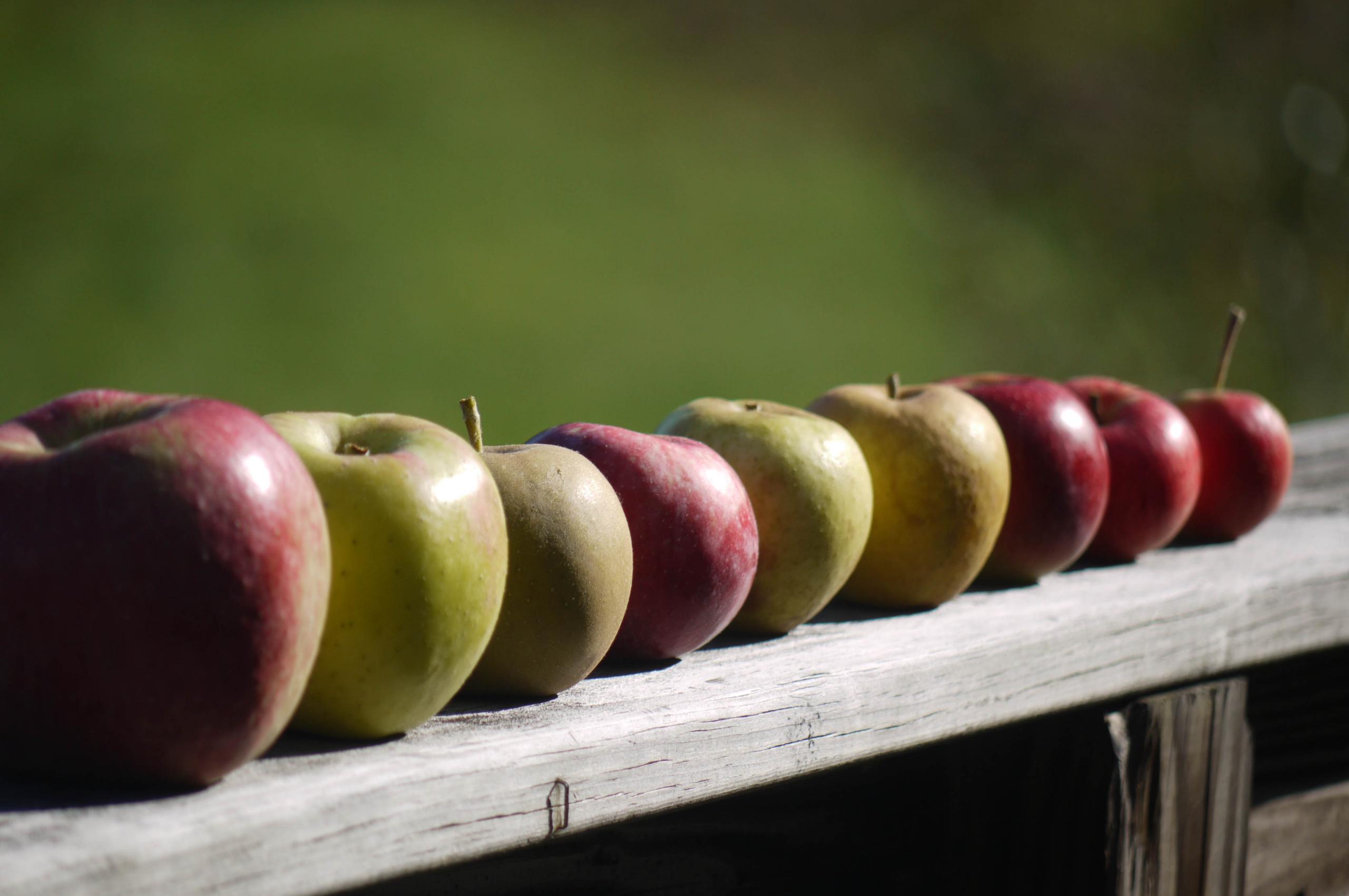 Apples Fruit Fresh Fence