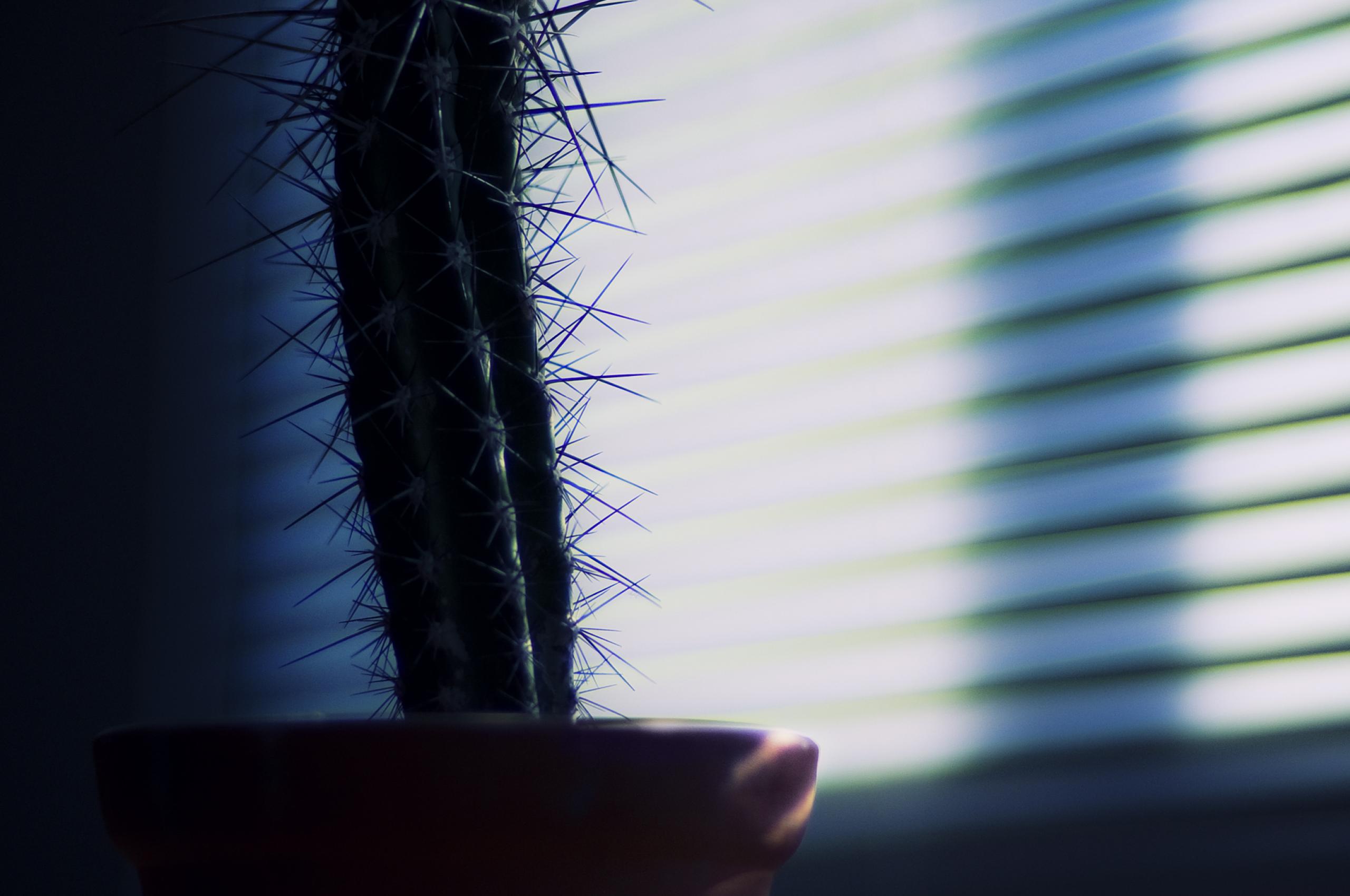 Cactus Needles Plant Pot Shadow Dark