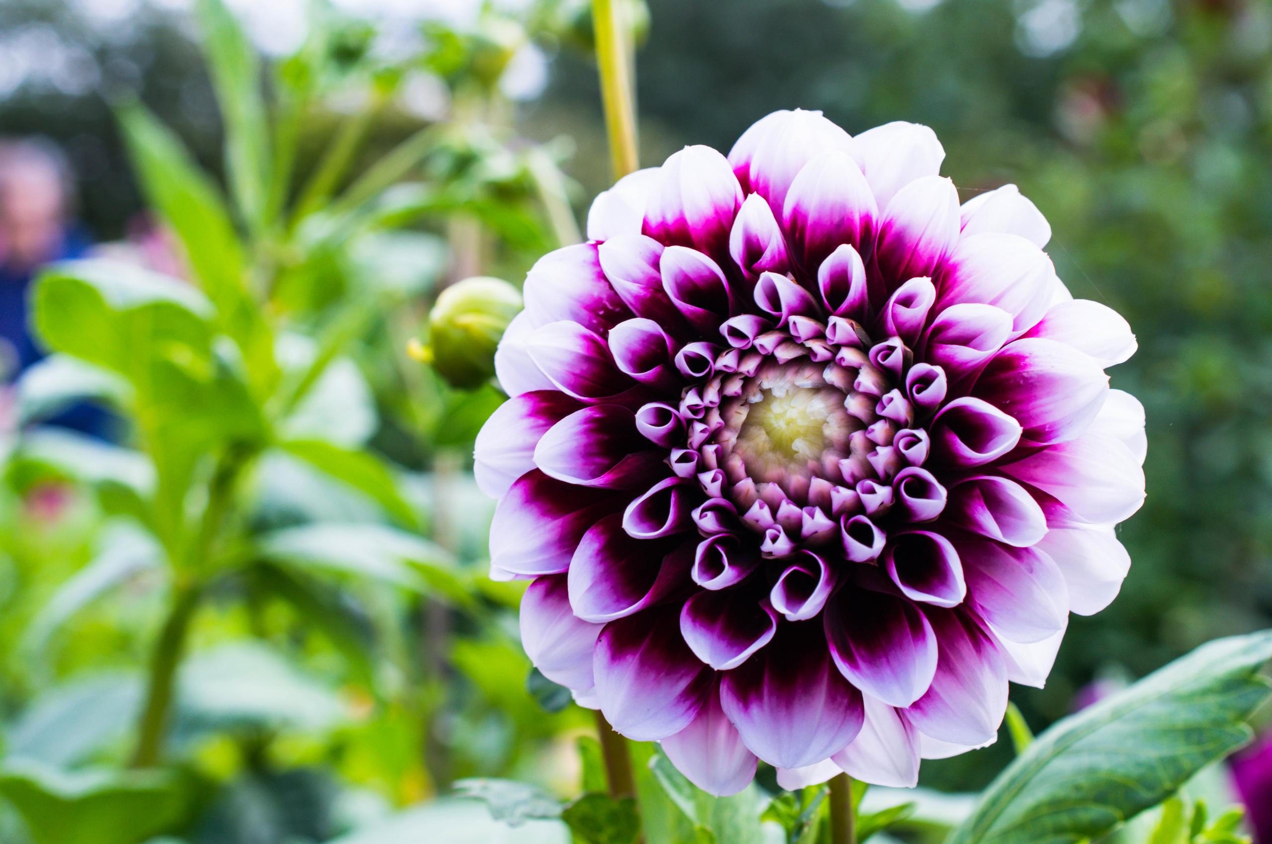Dahlia Flower Petals Purple Macro
