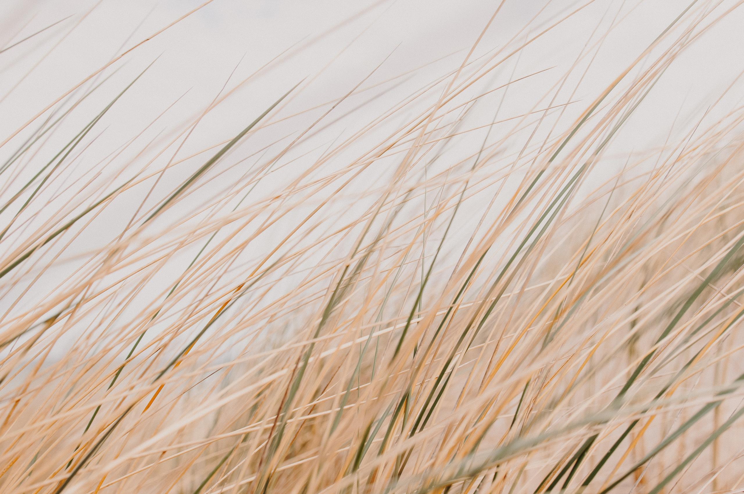 Grass Field Desert Macro