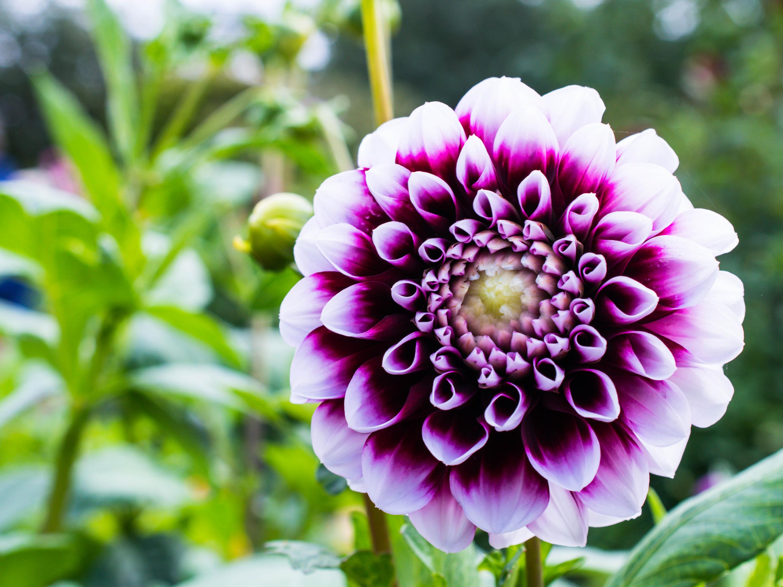 Dahlia Flower Petals Purple Macro