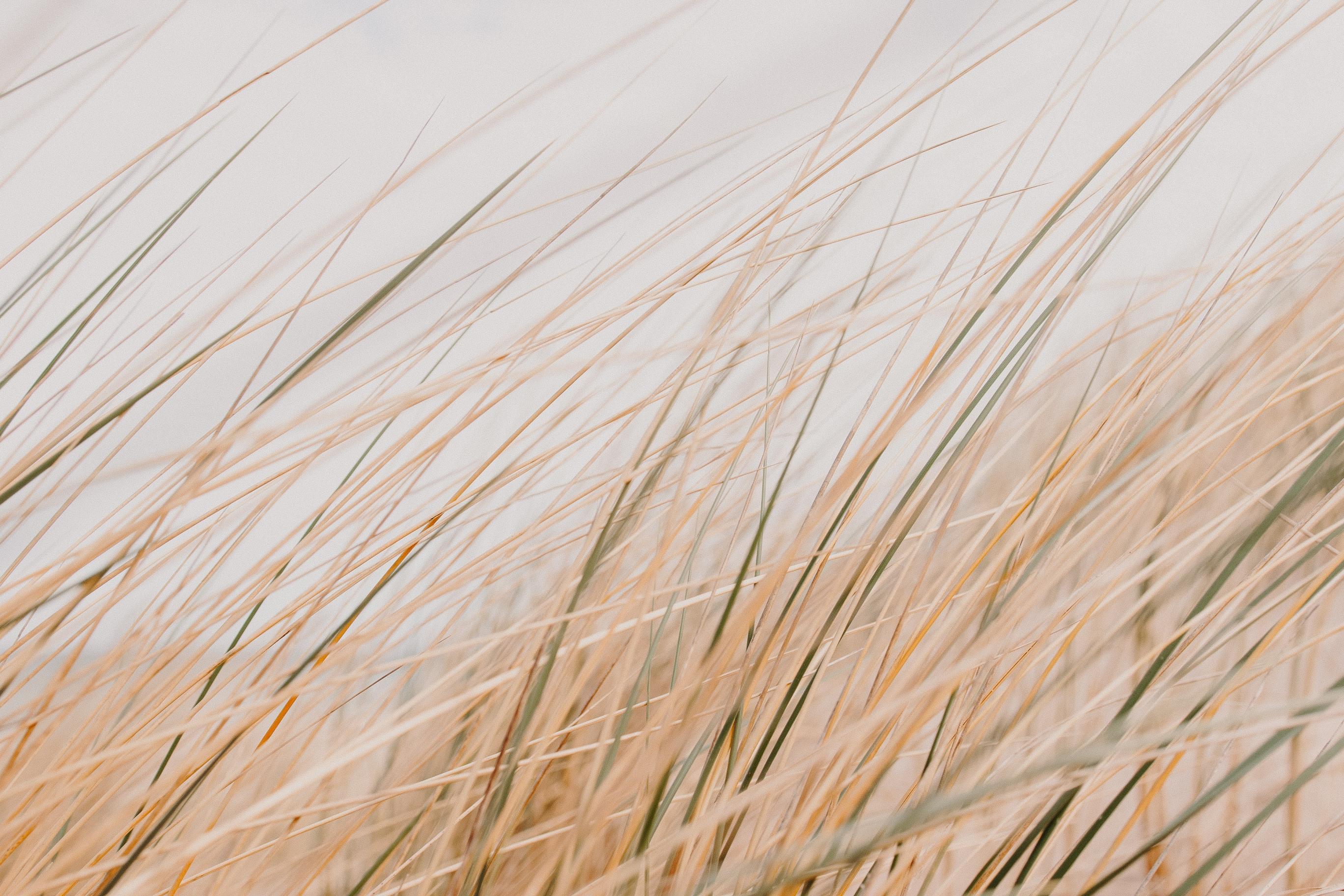Grass Field Desert Macro