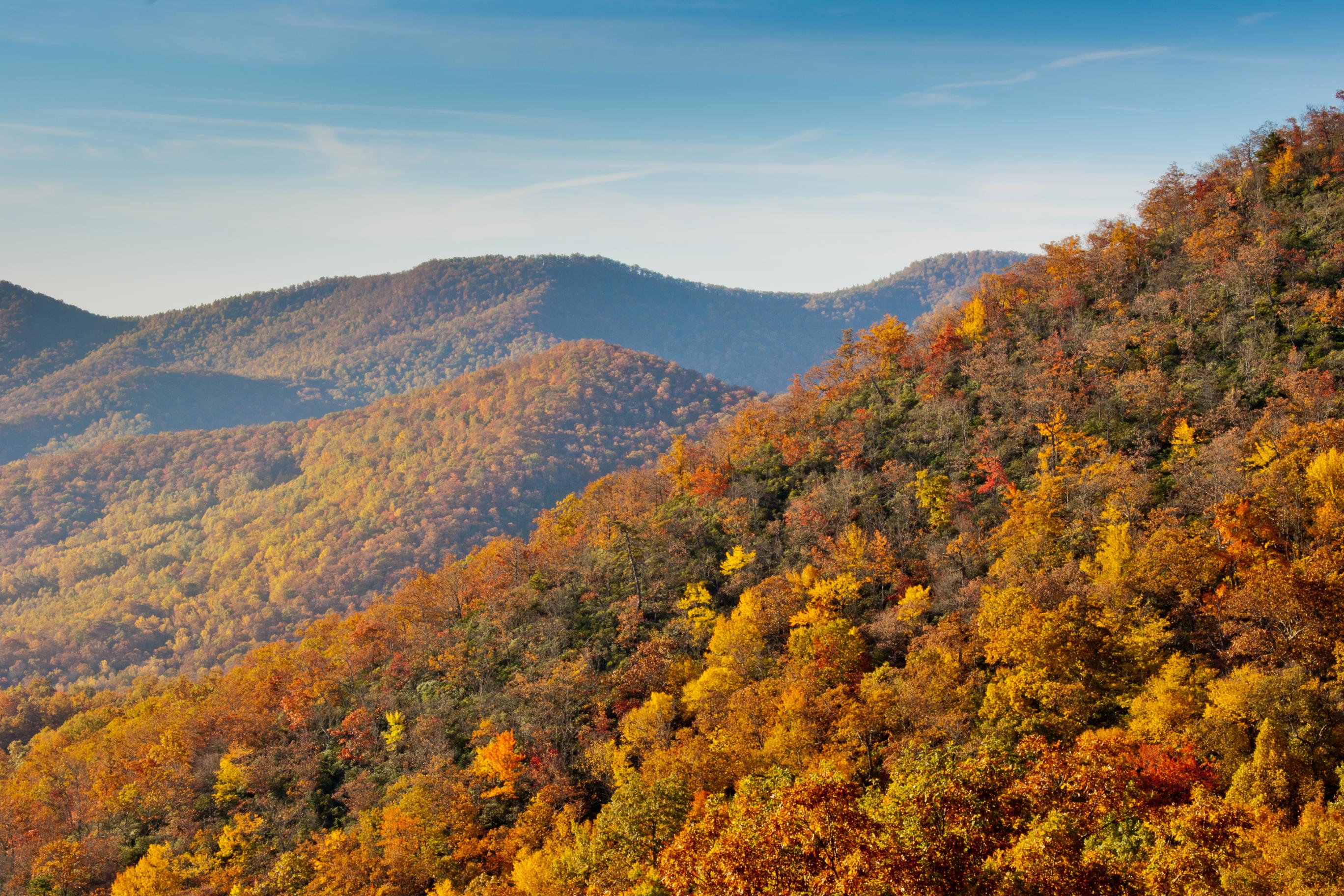 Mountains Forest Trees Autumn Landscape Yellow