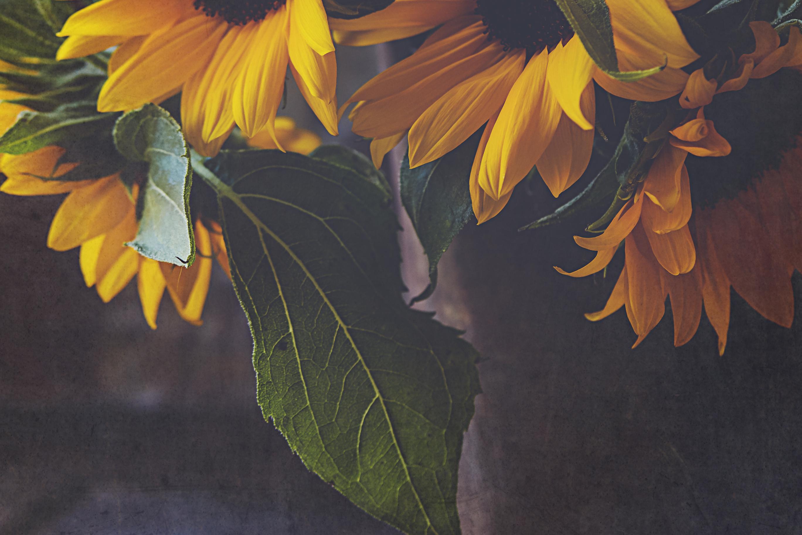 Sunflowers Flowers Bouquet Floristry
