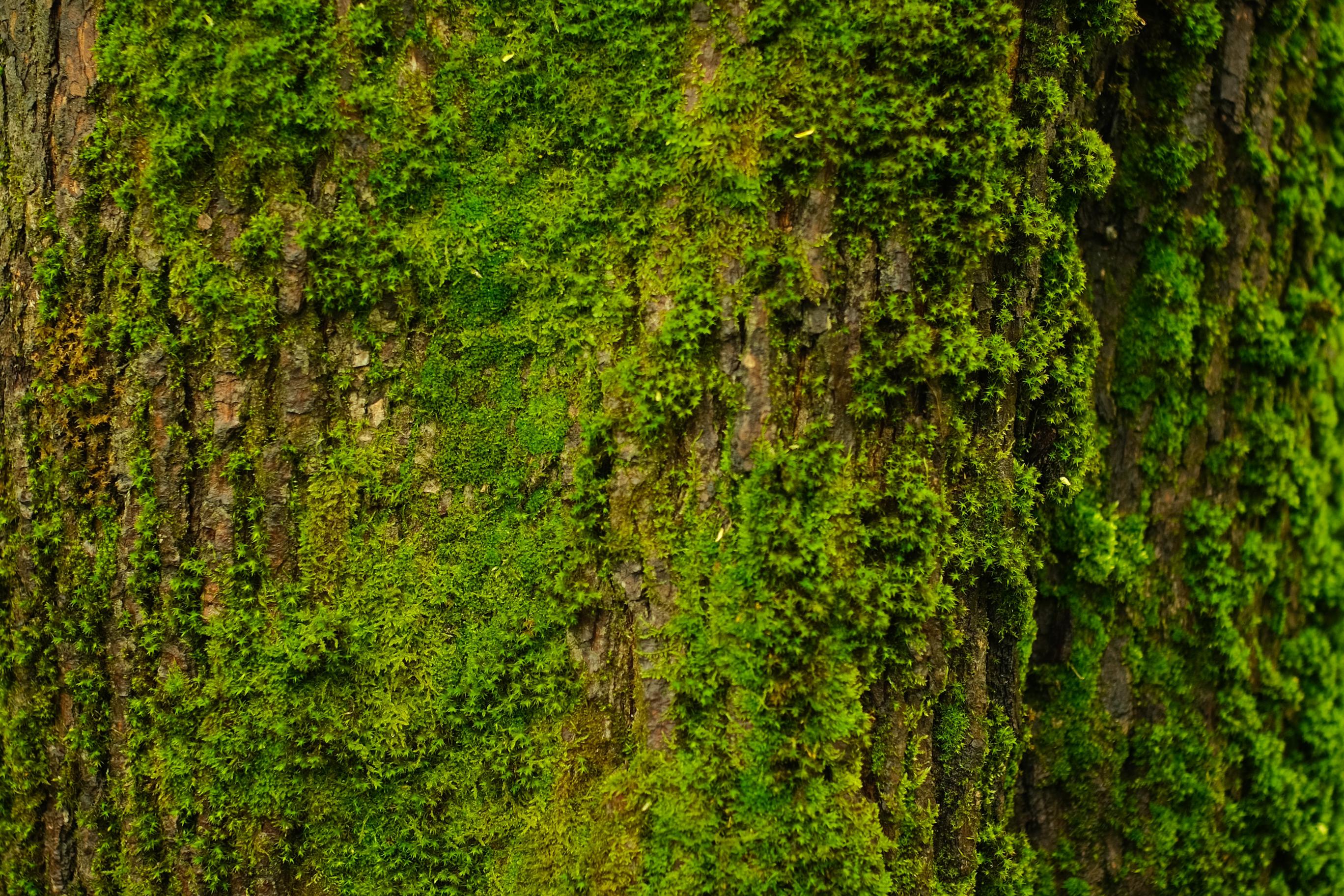 Tree Bark Moss Texture