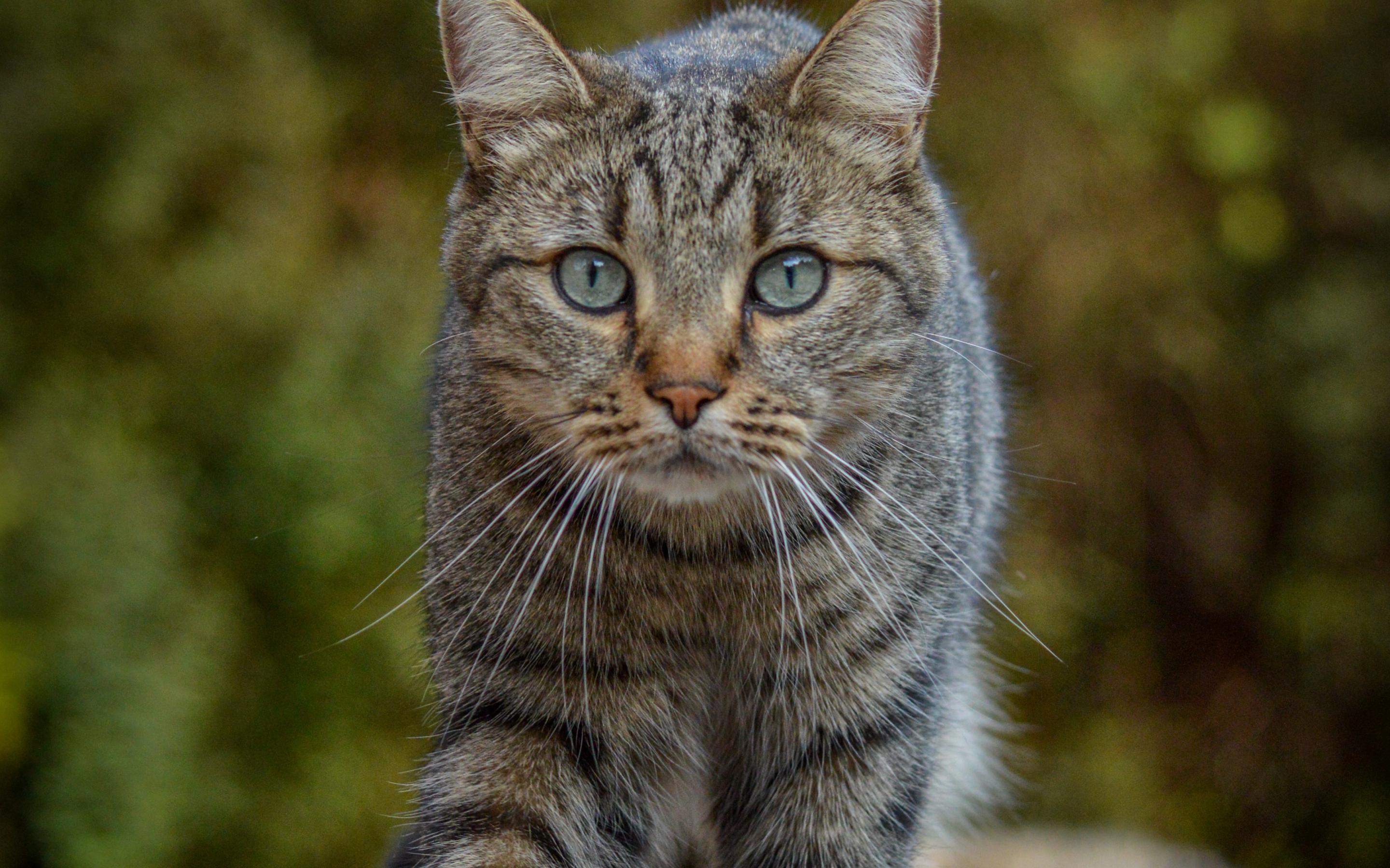 Cat Animal Glance Pet