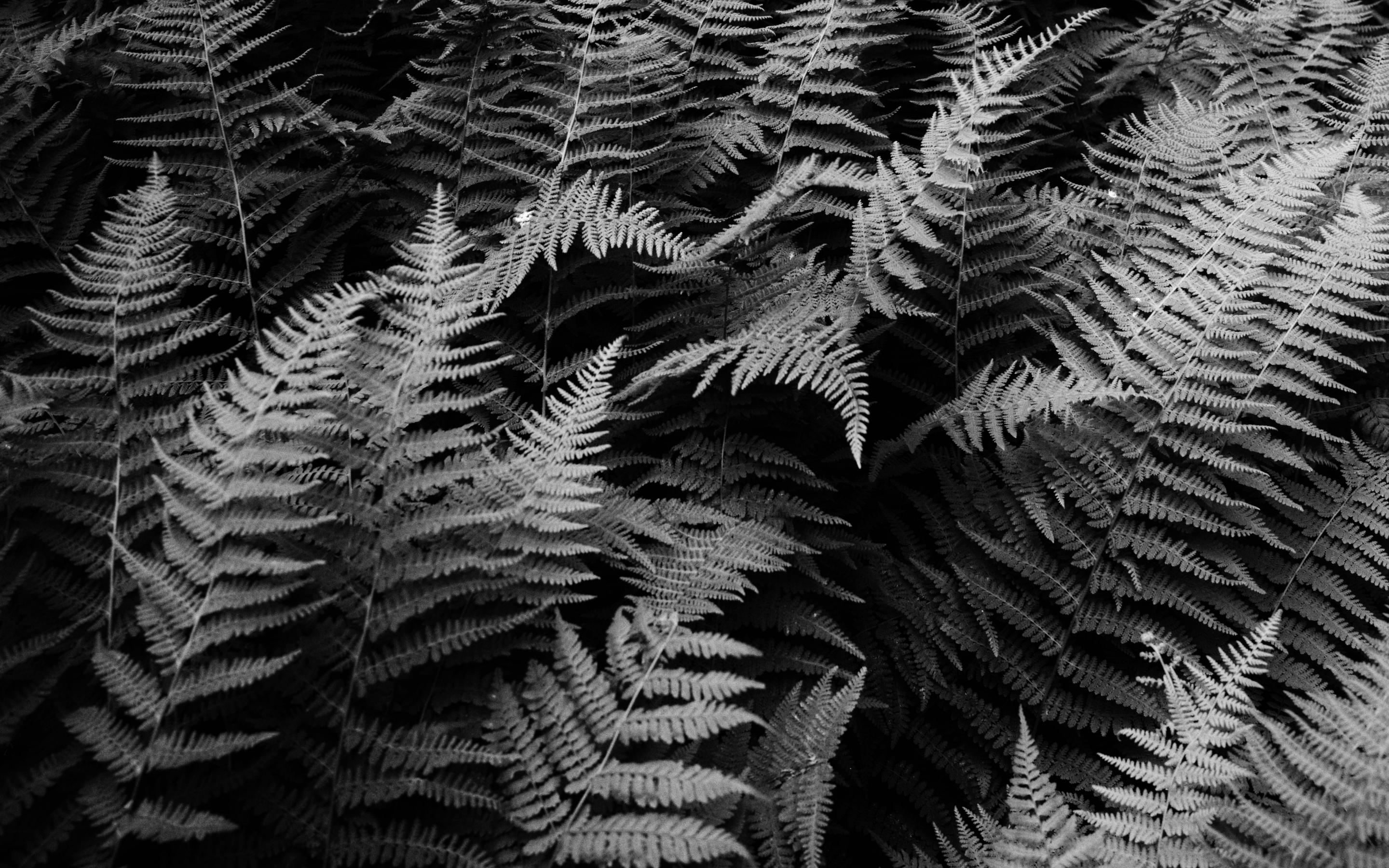 Fern Plants Black-and-white