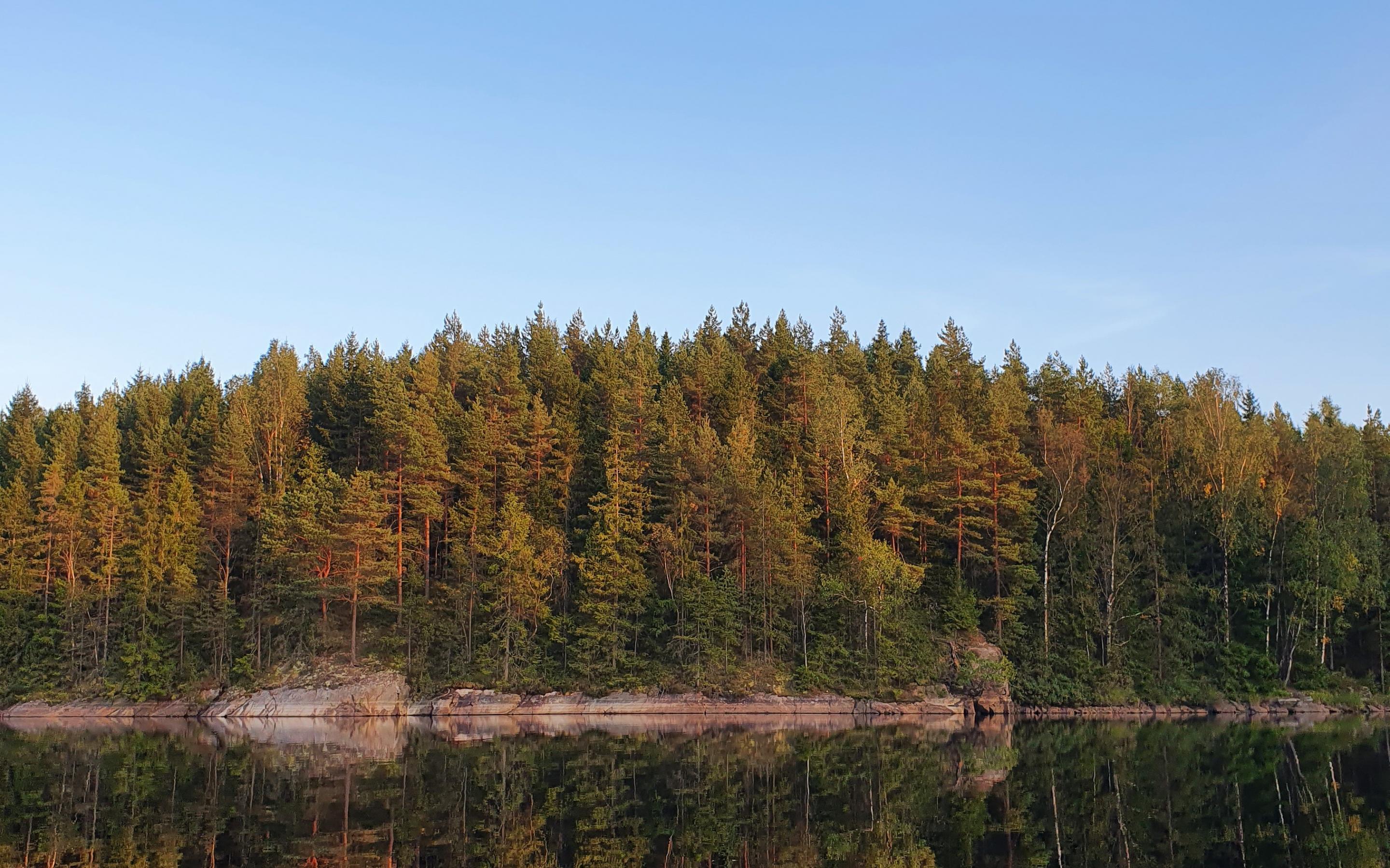 Forest Trees Reflection Lake Nature