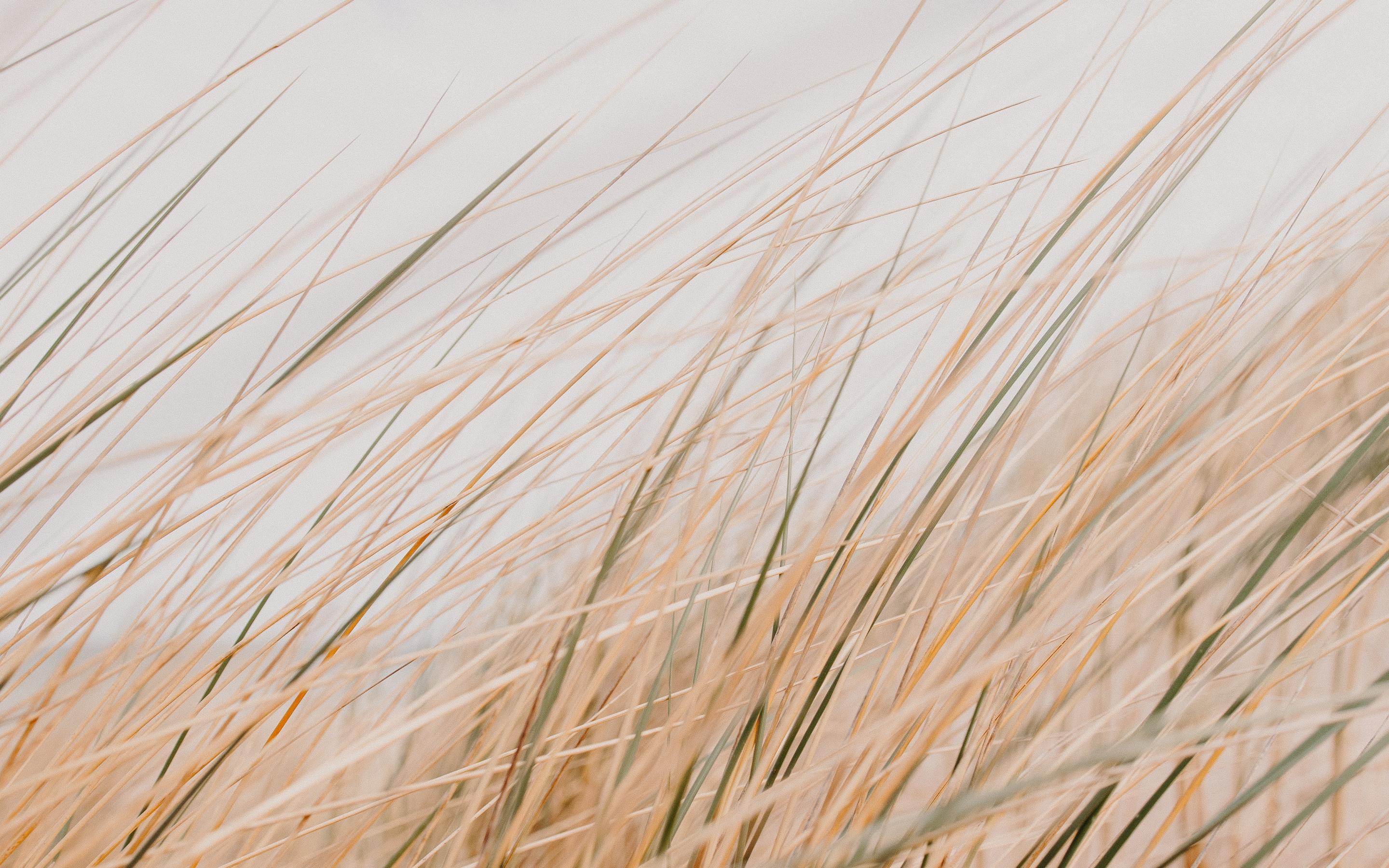 Grass Field Desert Macro
