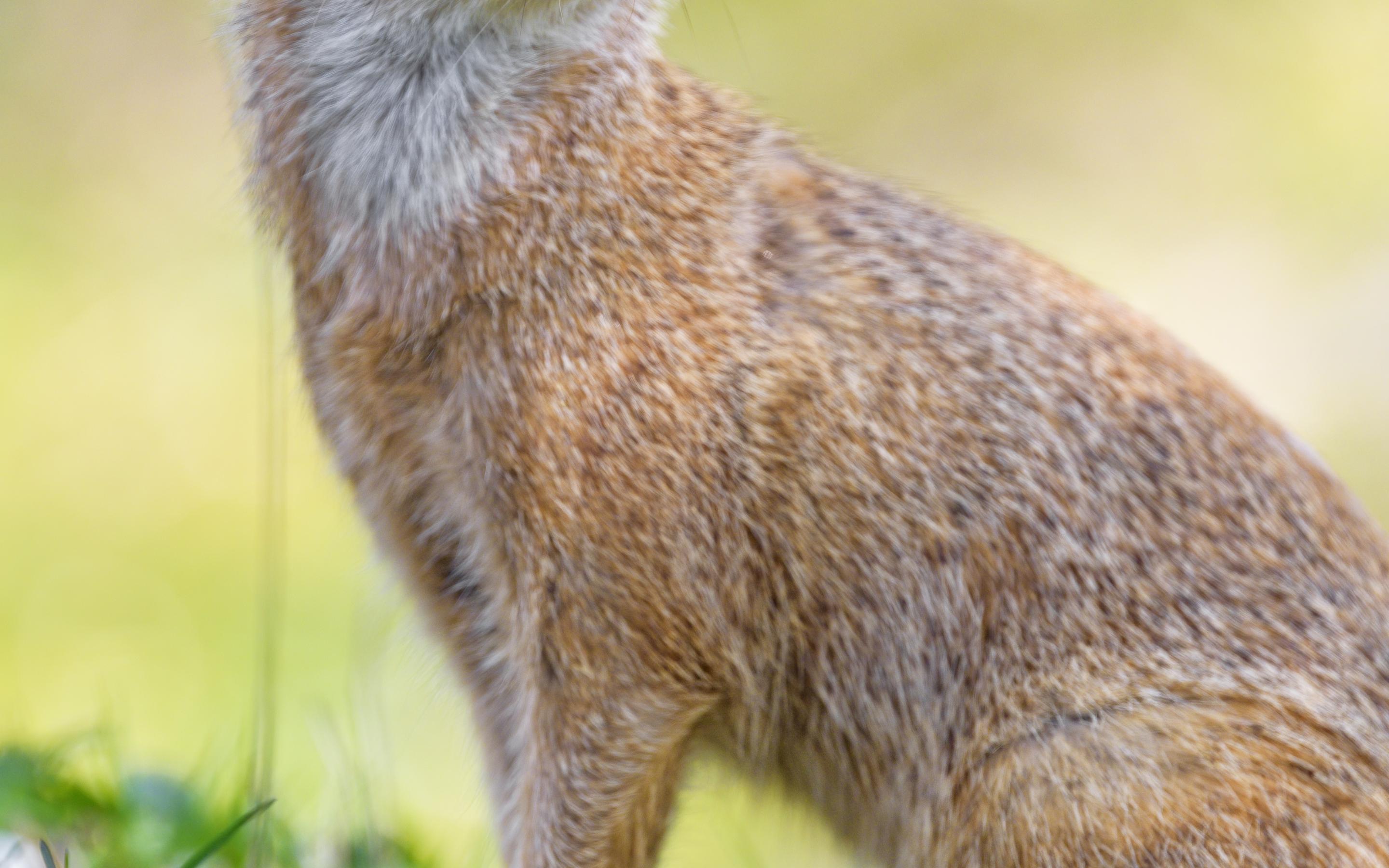 Mongoose Glance Funny Animal