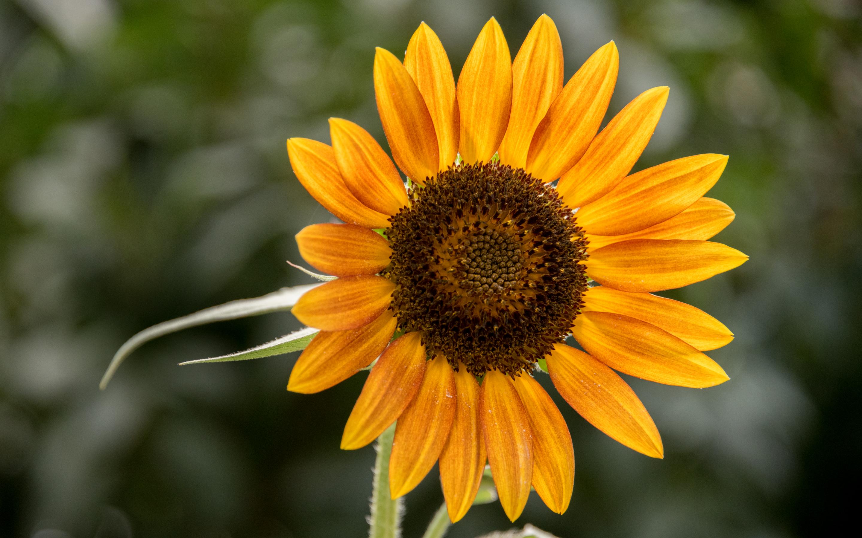 Sunflower Flower Petals Plant Yellow Macro