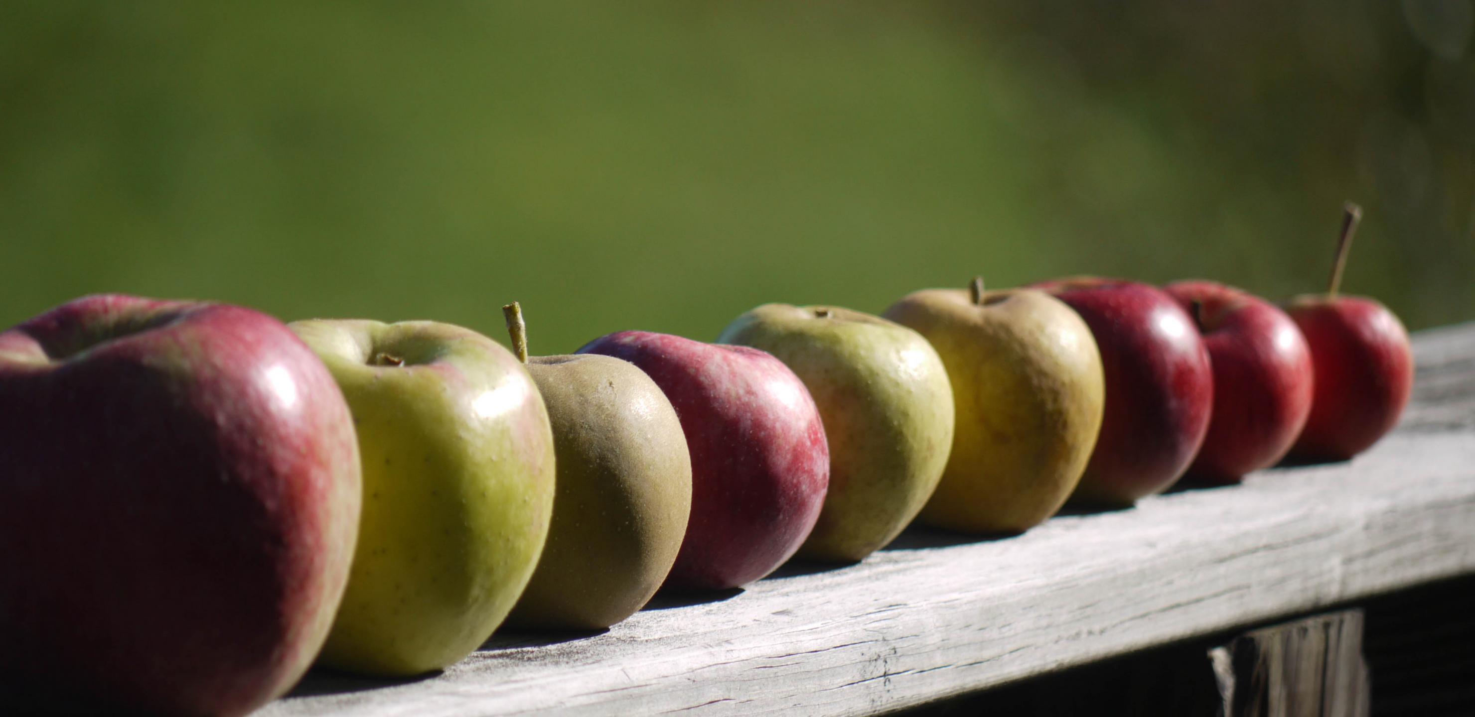 Apples Fruit Fresh Fence
