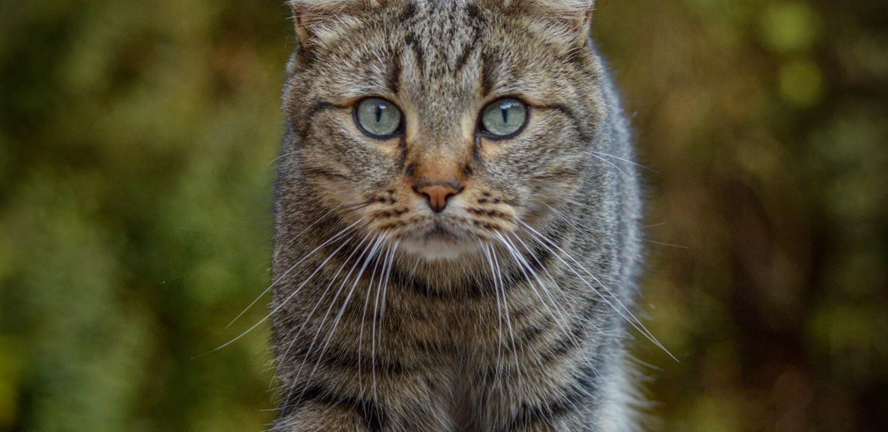 Cat Animal Glance Pet