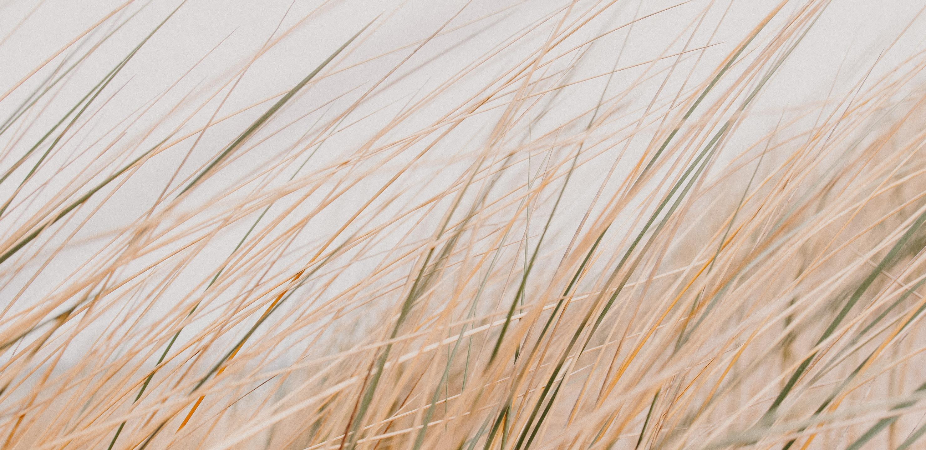 Grass Field Desert Macro