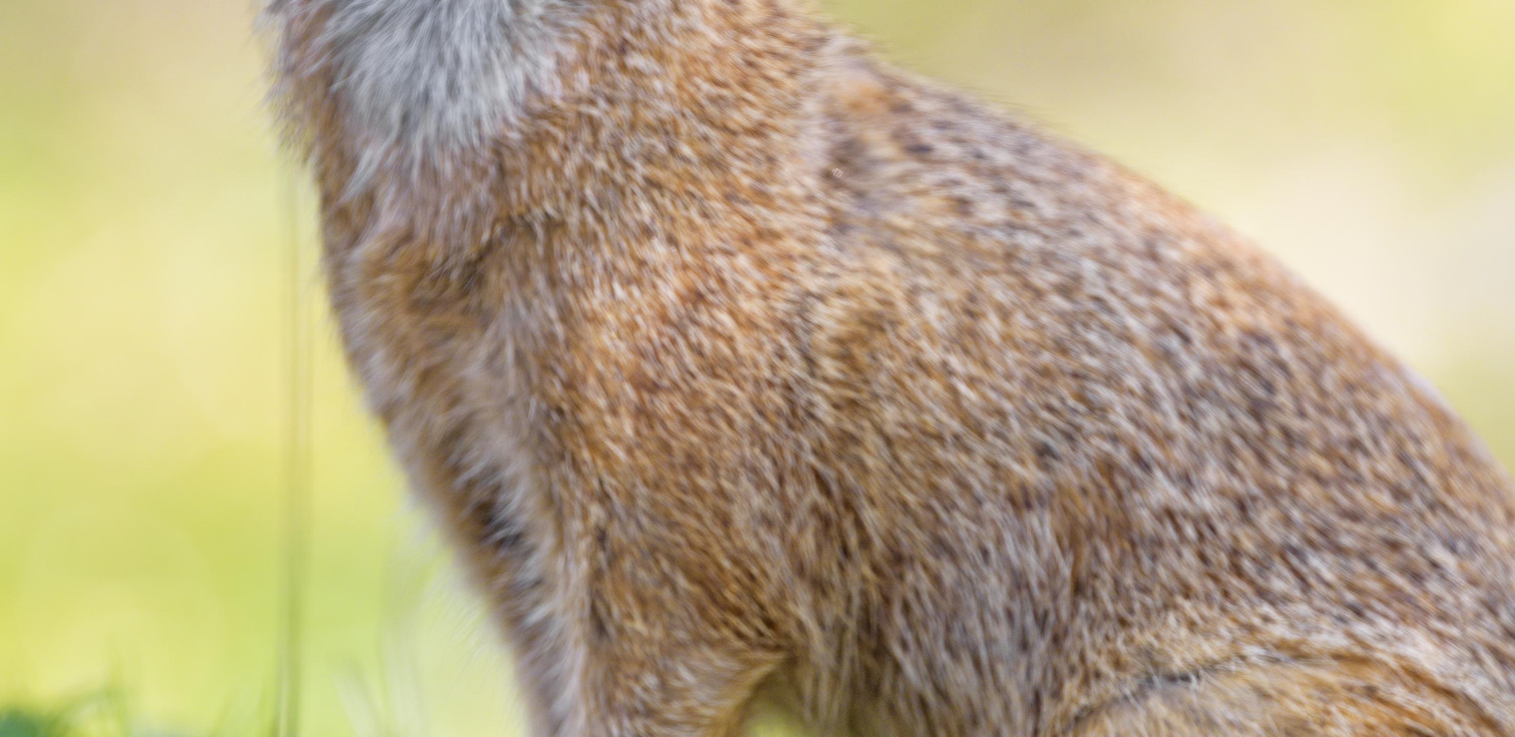 Mongoose Glance Funny Animal