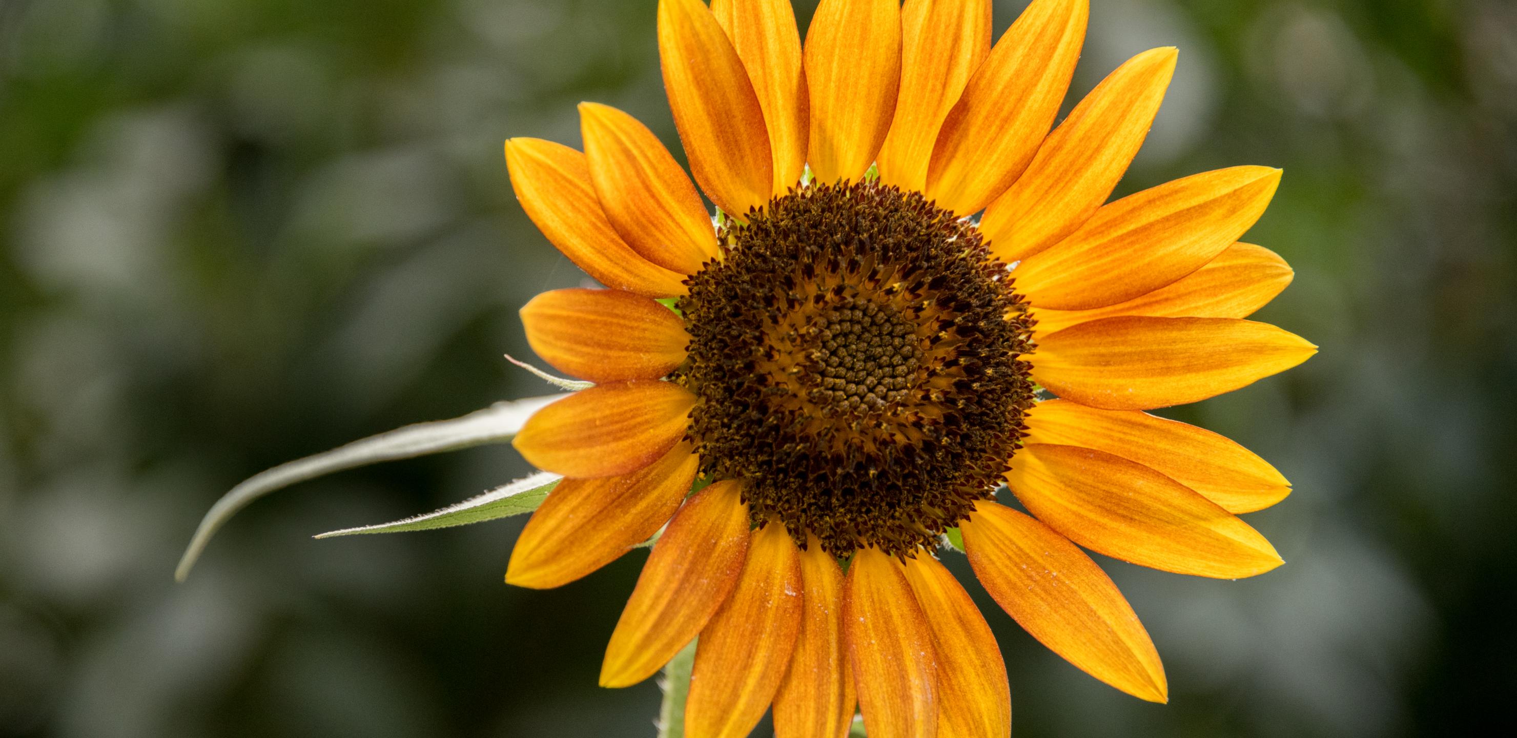 Sunflower Flower Petals Plant Yellow Macro