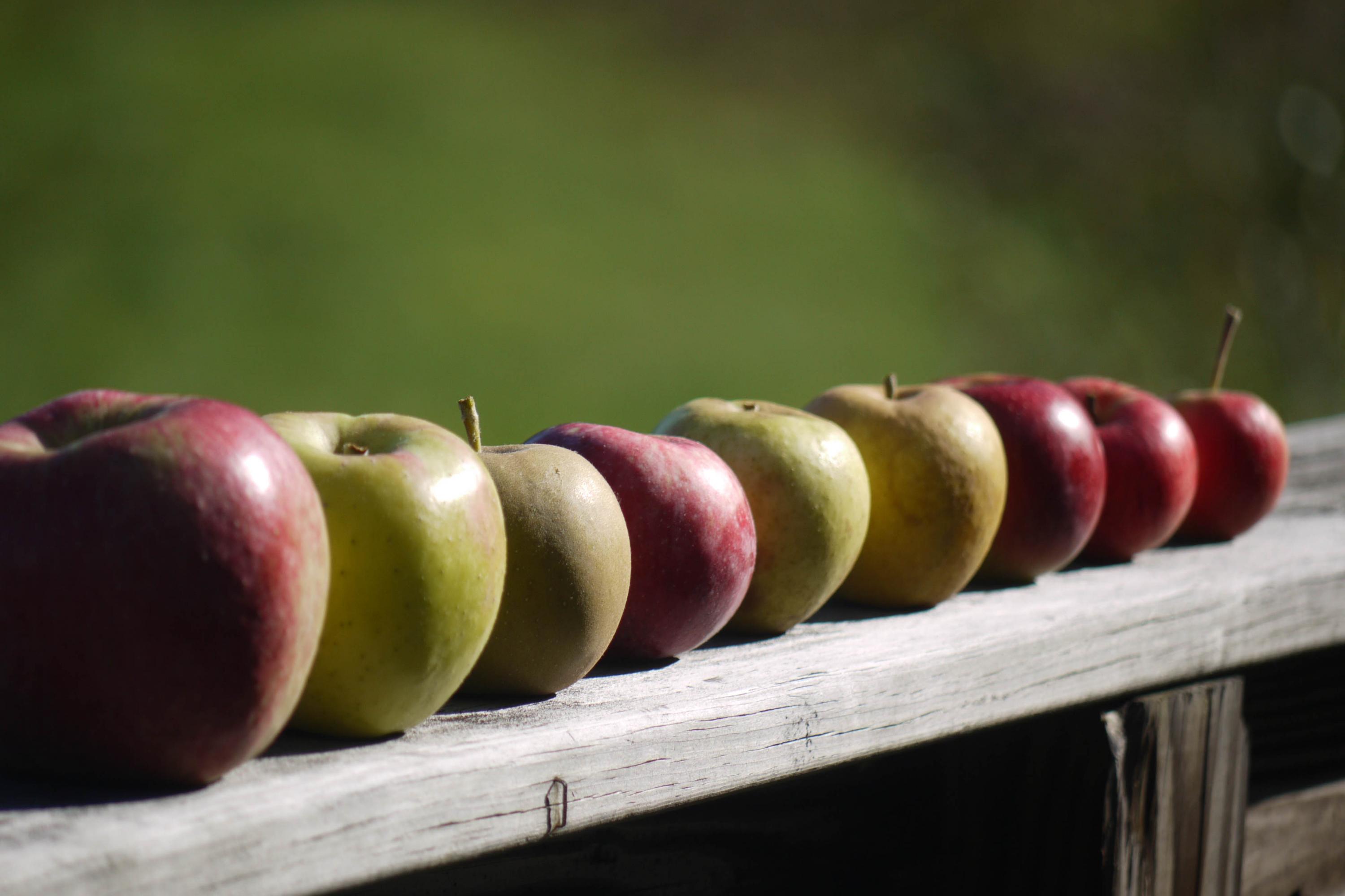 Apples Fruit Fresh Fence