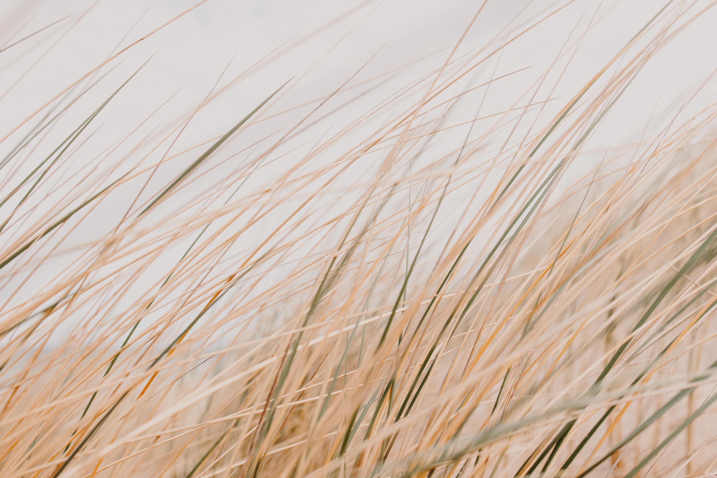Grass Field Desert Macro