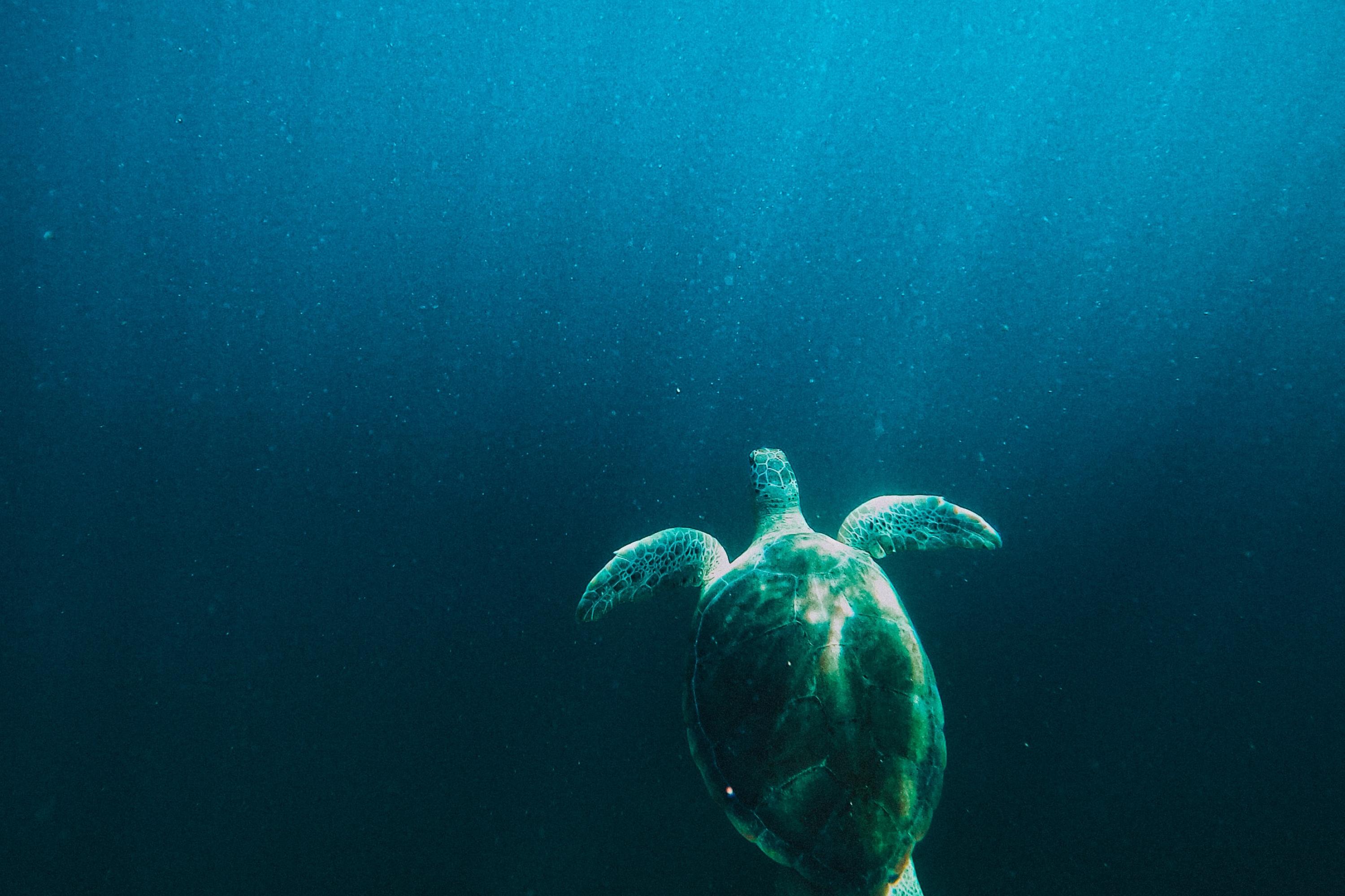 Turtle Water Under-water Light Rays