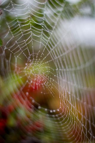 Cobweb Drops Dew Wet Macro