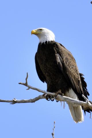 Eagle Bird Branches Tree Watching Wildlife