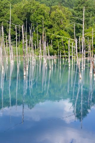 Forest Trees Lake Branches Dry Reflection Nature