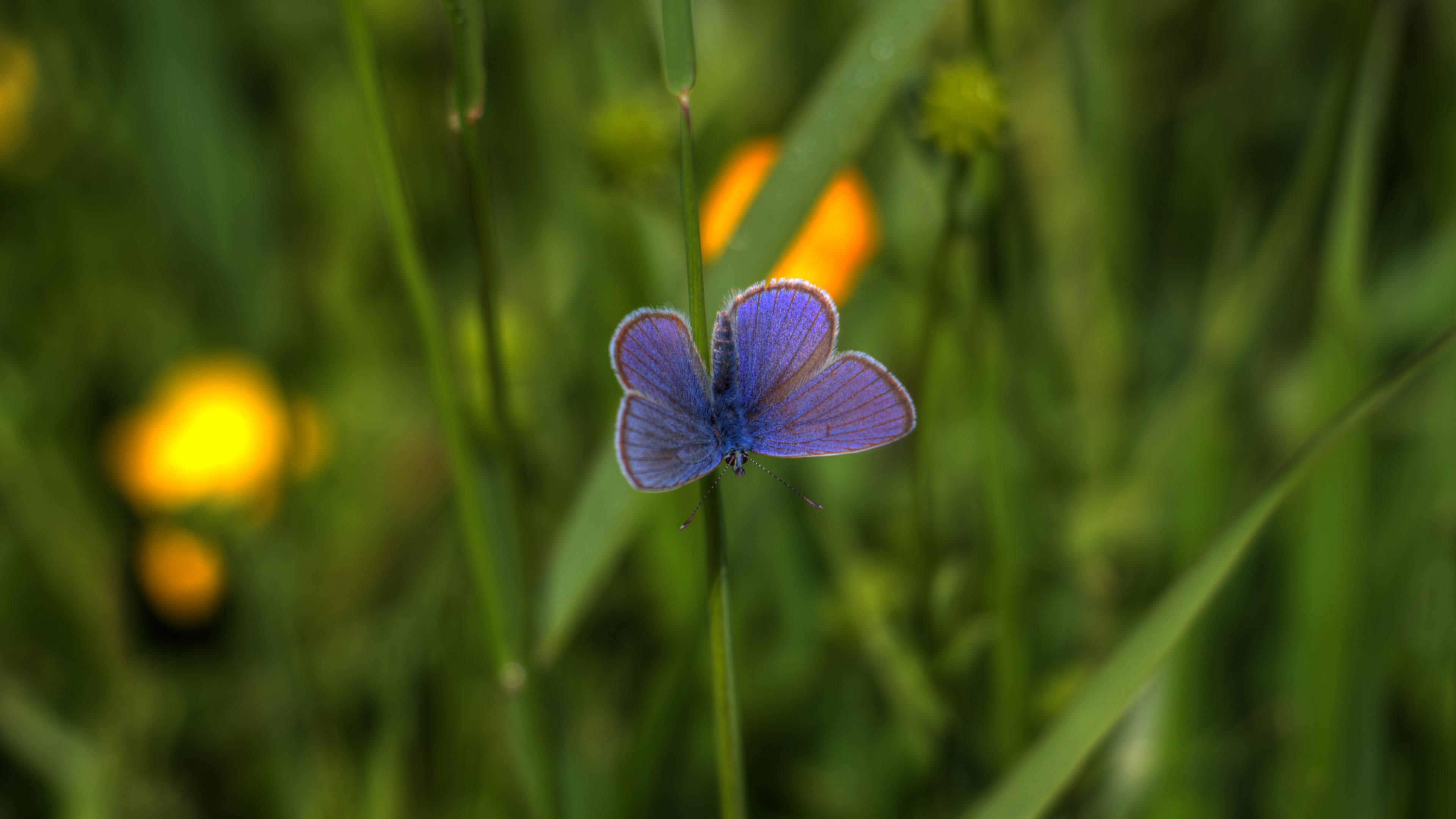 Butterfly Insect Plant Stem Macro