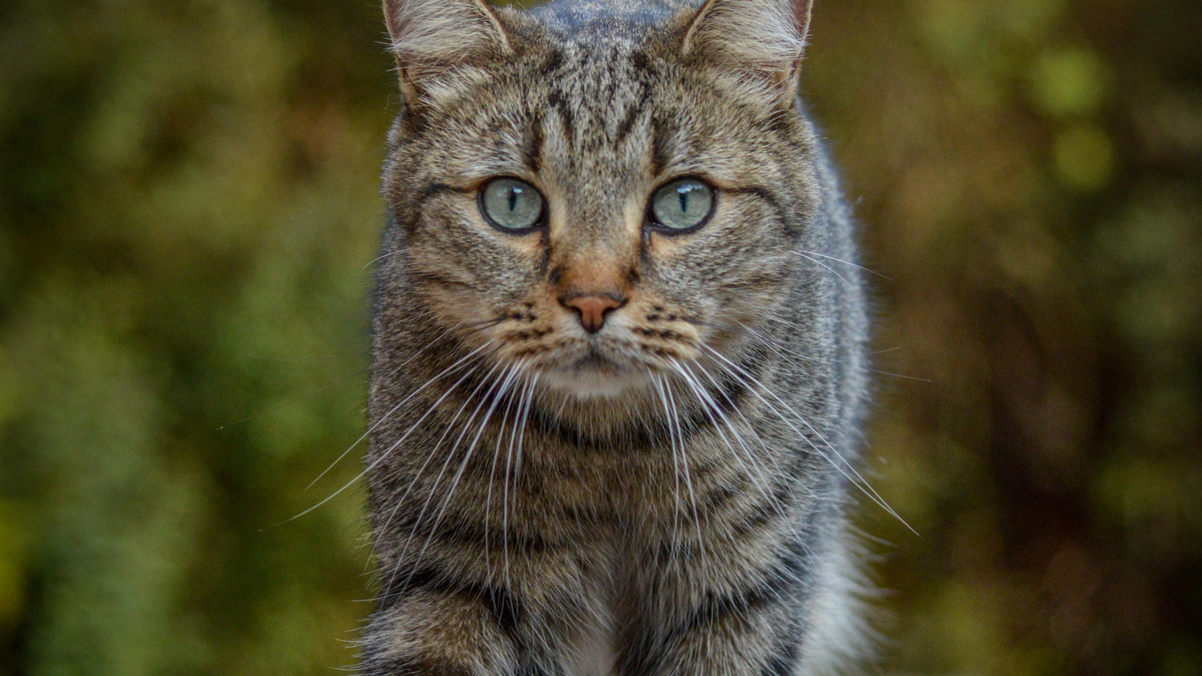 Cat Animal Glance Pet