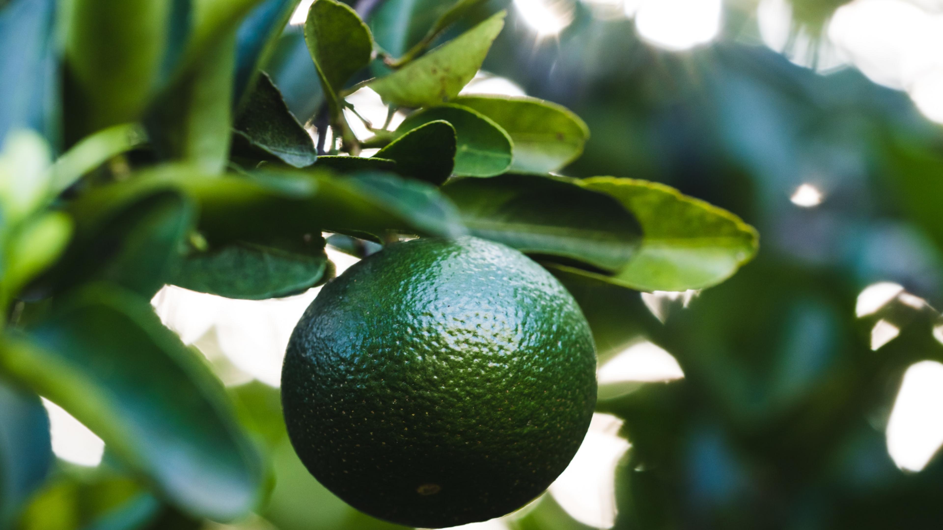 Lime Fruit Branch Leaves Plant Green