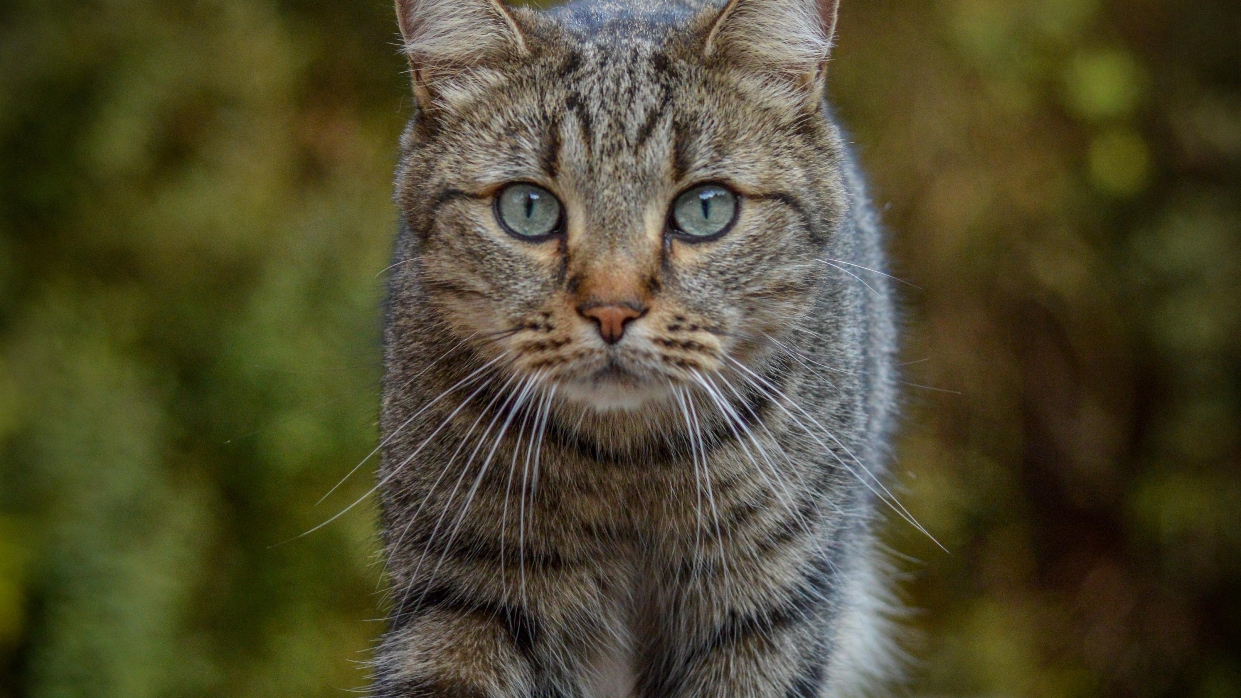 Cat Animal Glance Pet
